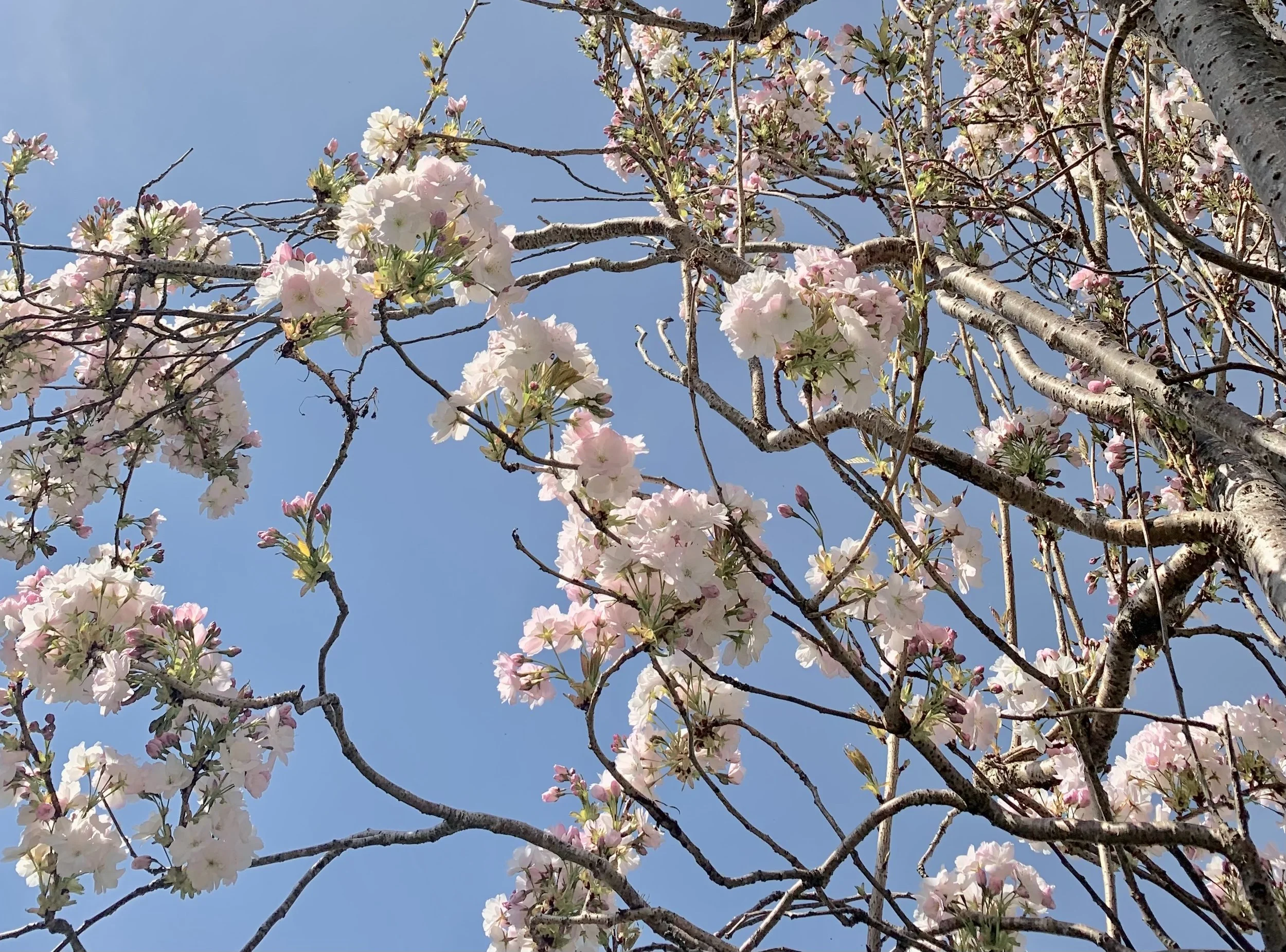 Cherry blossom tree with pink and white flowers against a blue sky.
