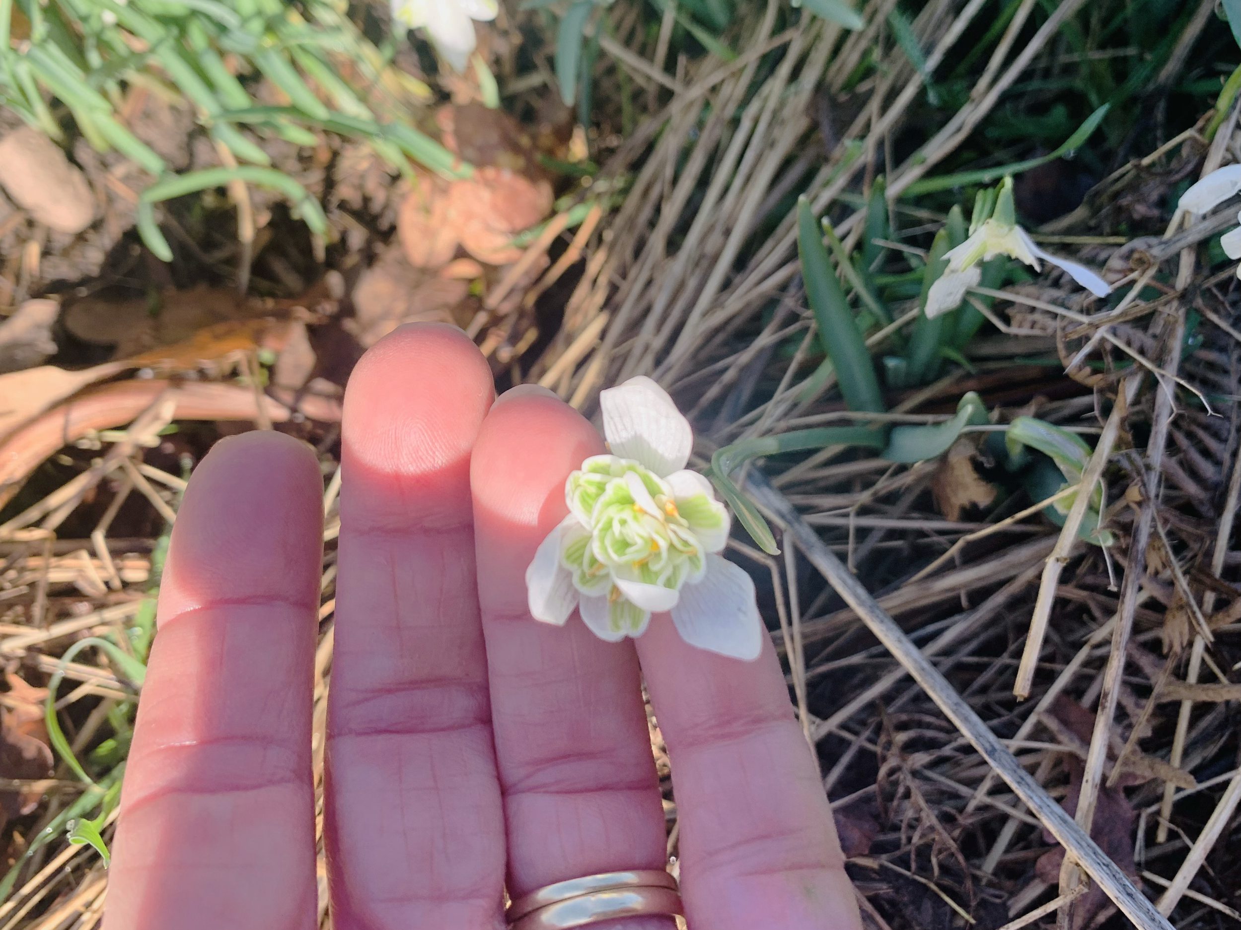 Close-up of a person's fingers holding a small white flower with green accents, with dried grass and green plants in the background.
