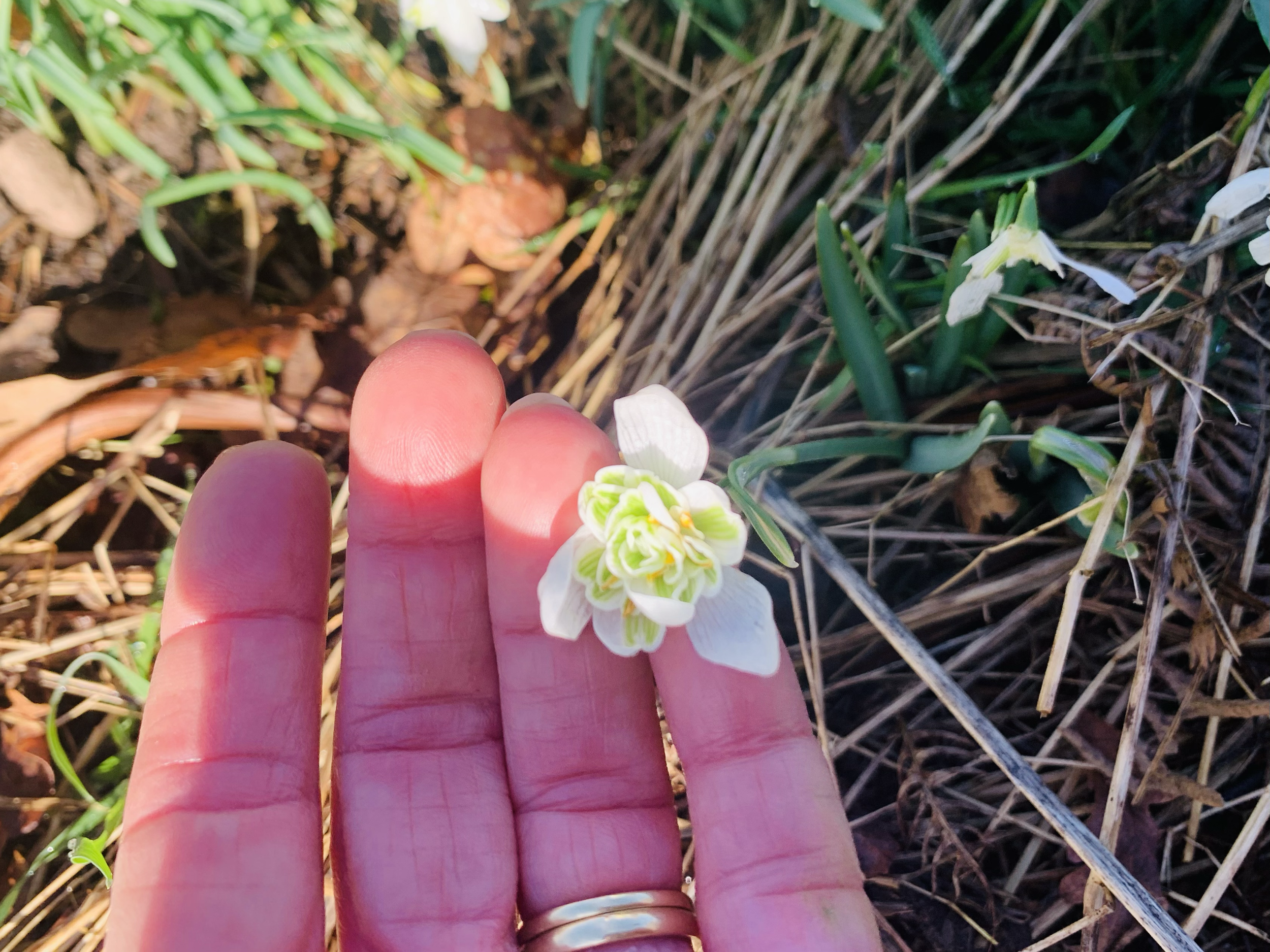Close-up of fingers with a white flower on the ground surrounded by dried grass, green plants, and soil.