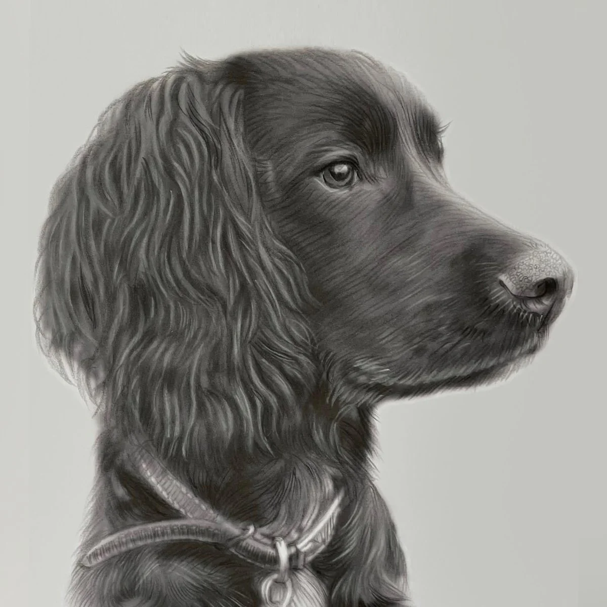 2023-10-24_Dog_Spaniel_Black_ Pencil_Portrait_Ian_Scott_Art_ianscottart_Artist_Art copy.jpg