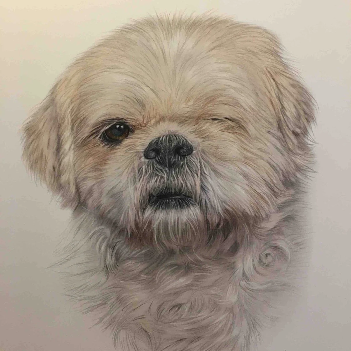 2023-10-14_Dog_Lhasa_Apso_Colour_ Pencil_Portrait_Ian_Scott_Art_ianscottart_Artist_Art.jpg