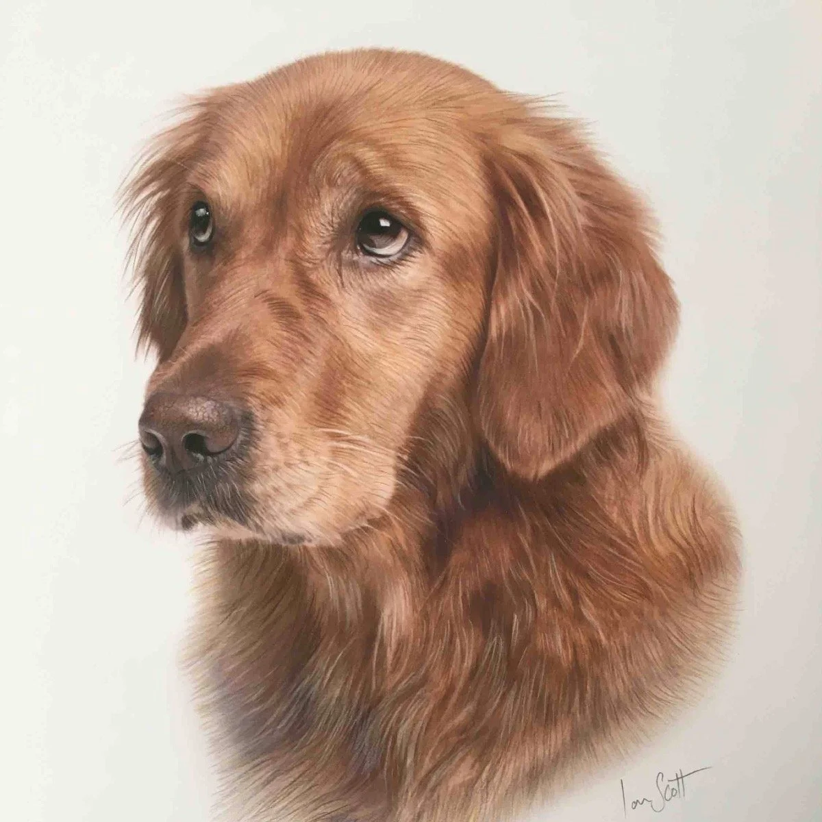 2023-10-14_Dog_Golden_Retriever_Colour_Pencil_Portrait_Ian_Scott_Art_ianscottart_Artist_Art.jpg