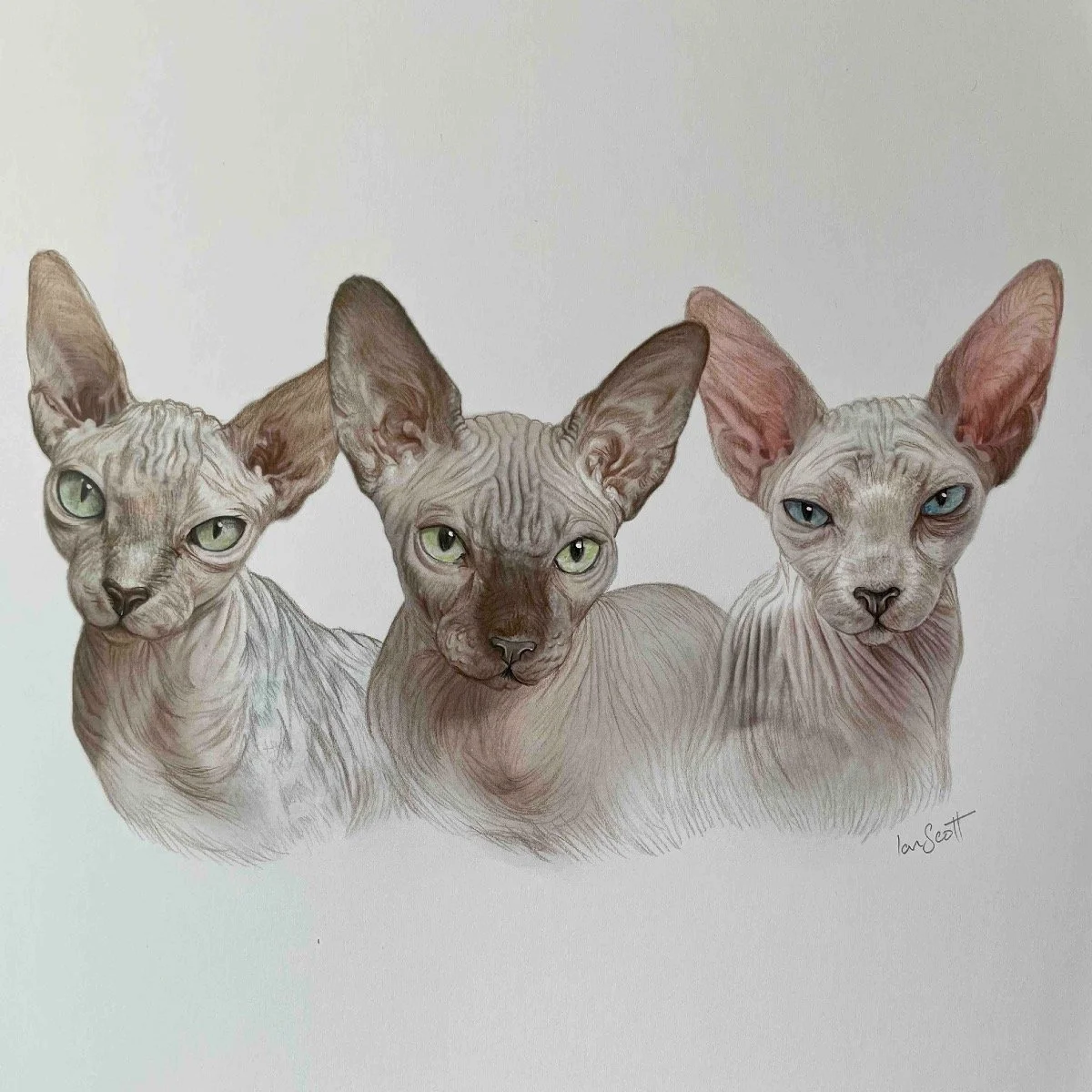 2023-10-14_Cat_Sphinx_Colour_ Pencil_Portrait_Ian_Scott_Art_ianscottart_Artist_Art.jpg