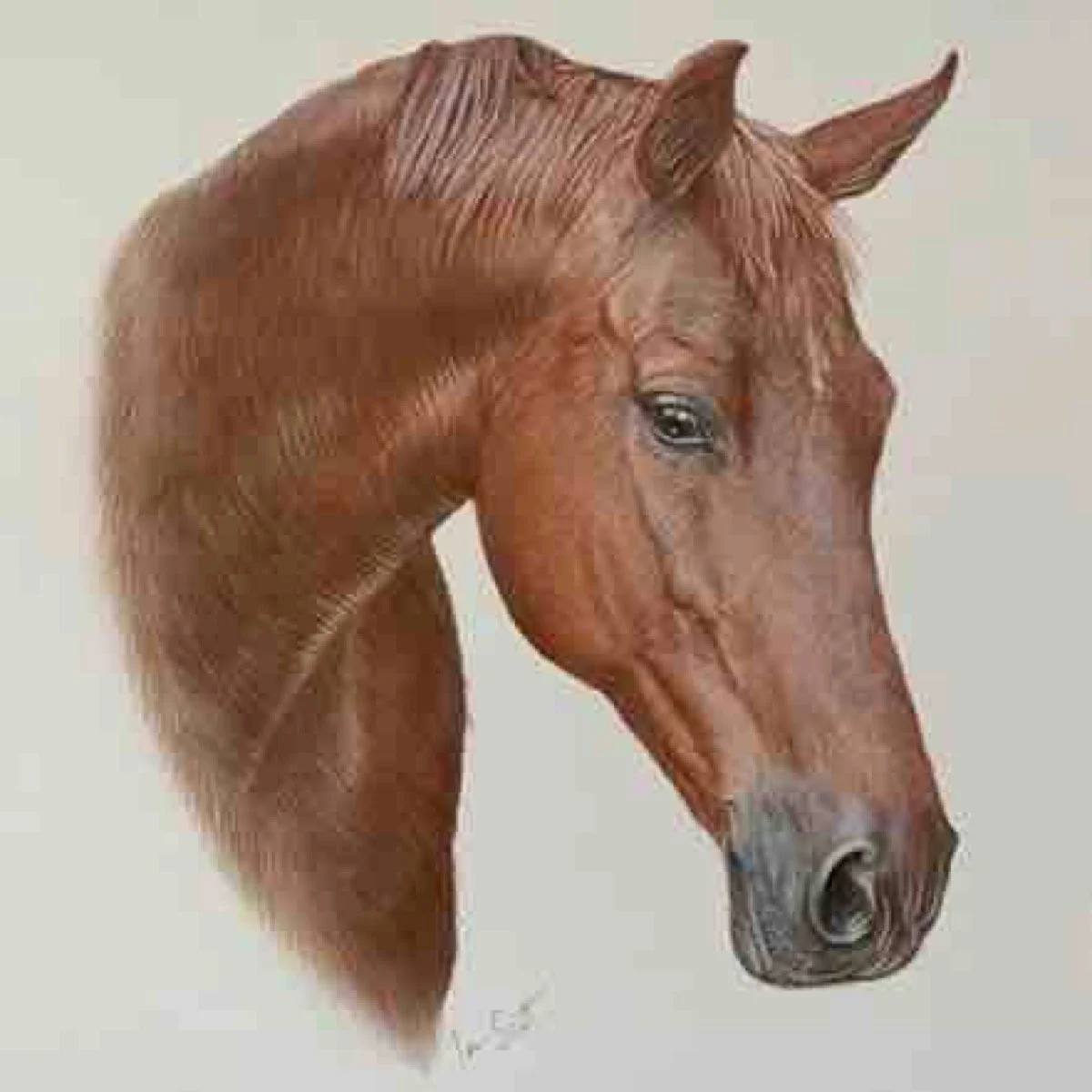 2023-10-14_Horse_Bay_Bay_Brown_ Pencil_Portrait_Ian_Scott_Art_ianscottart_Artist_Stallion_Art.jpg