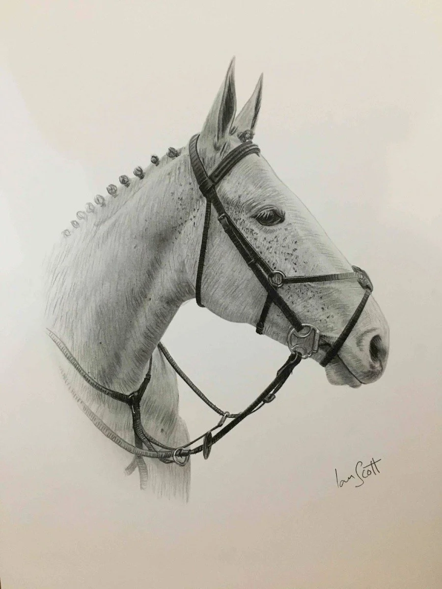 2023-10-14_Horse_Bay_Grey_ Hunter_Pencil_Portrait_Ian_Scott_Art_ianscottart_Artist_Stallion_Art.jpg