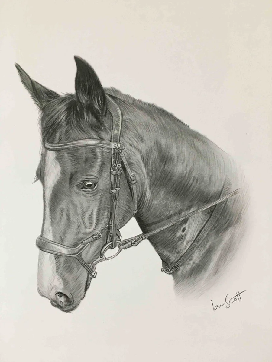 2023-10-14_Horse_Bay_Black_ Pencil_Portrait_Ian_Scott_Art_ianscottart_Artist_Mare_Art.jpg