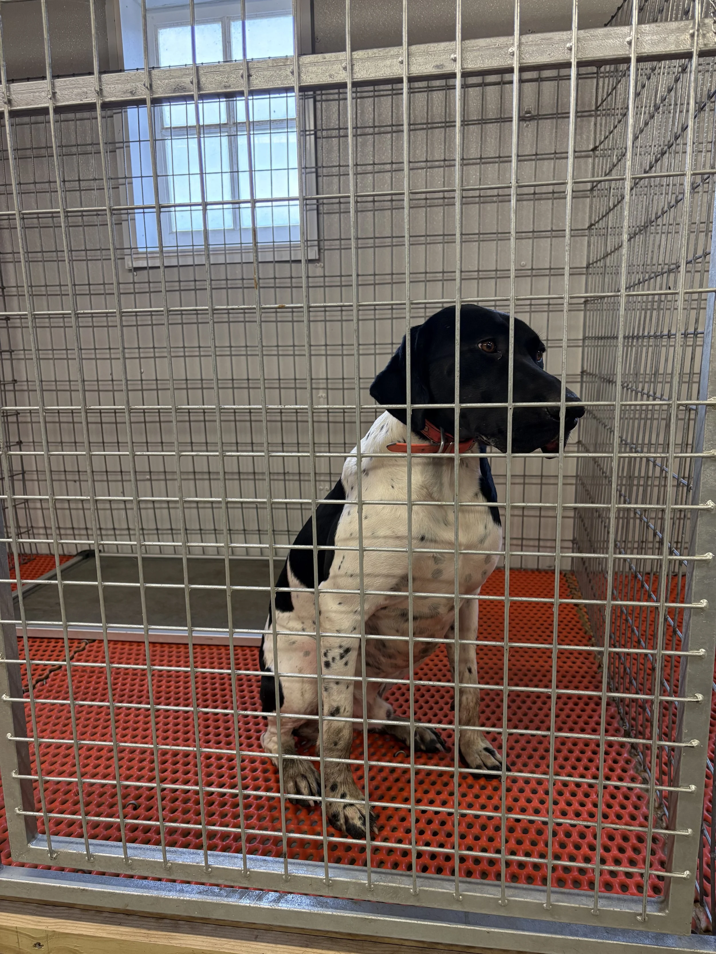 A black and white dog sitting in a metal cage with a red bottom tray, in what appears to be an animal shelter or veterinary facility, with a window in the background.