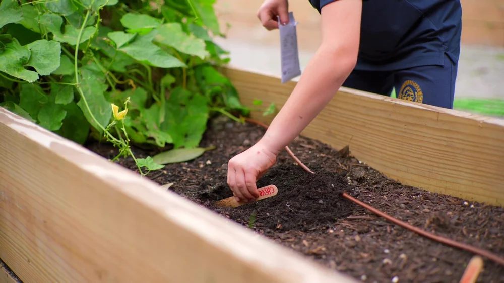 Hands tending a raised garden bed at Charleston Collegiate.