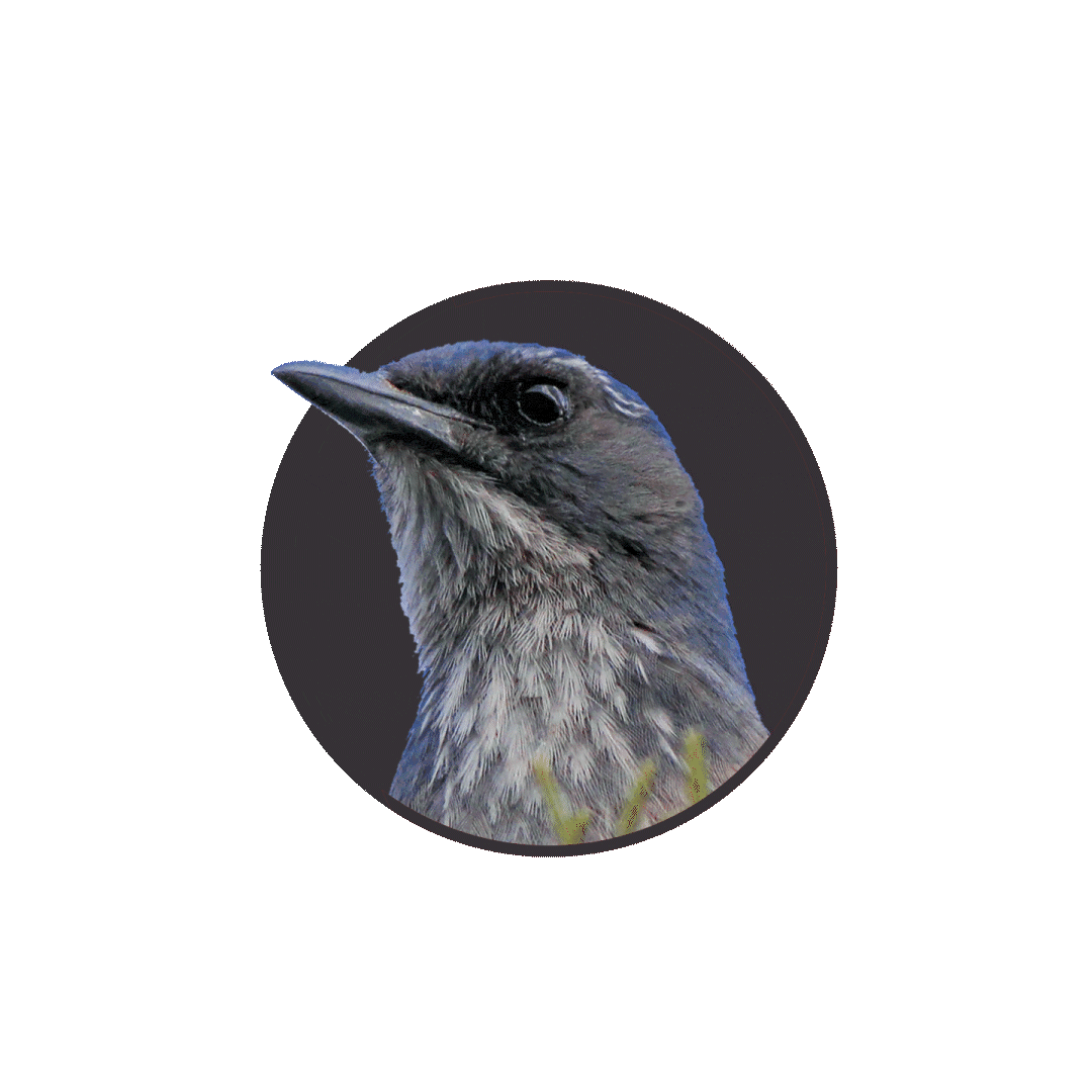 Close-up portrait of a dark-feathered bird with a long pointed beak against a dark circular background