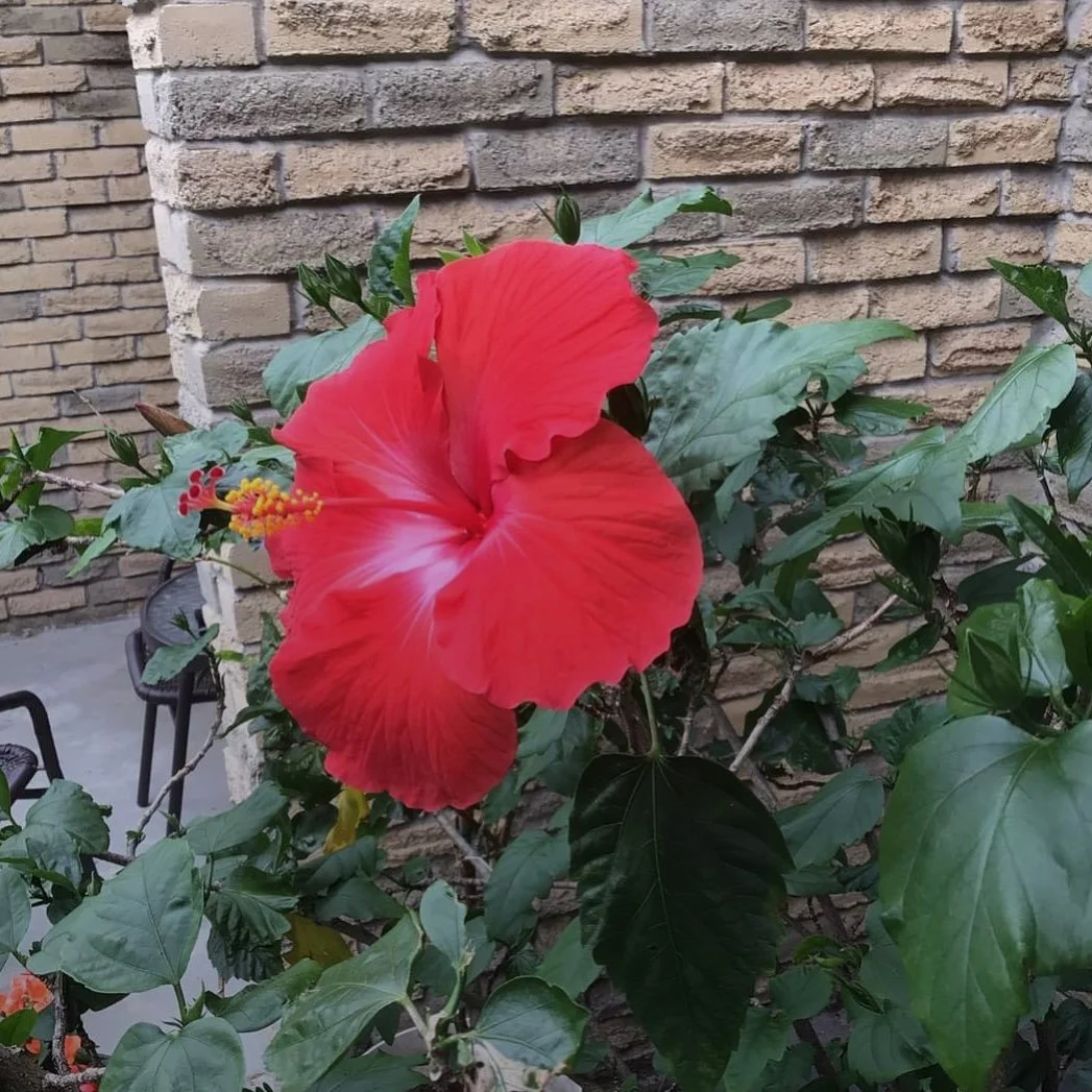 Hibiscus-Ref-2025.jpg