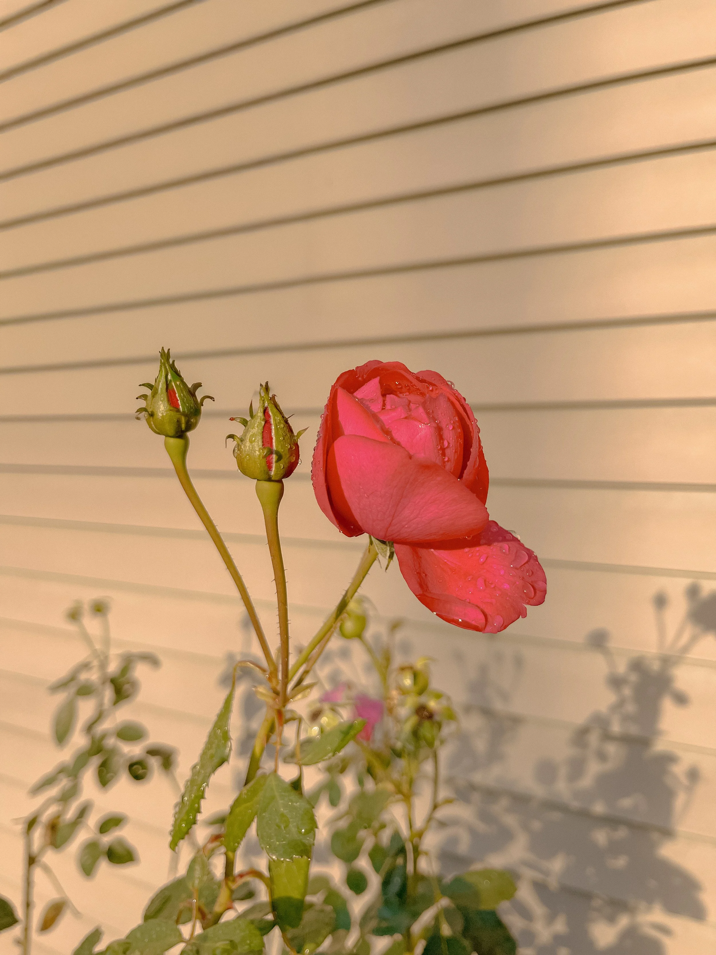 IMG_2716.jpeg