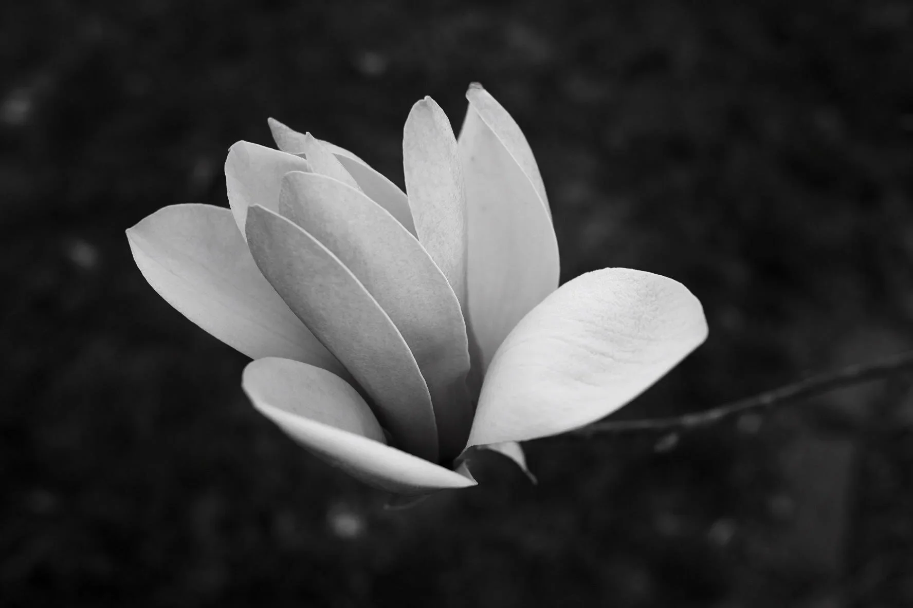 Magnolia.webp