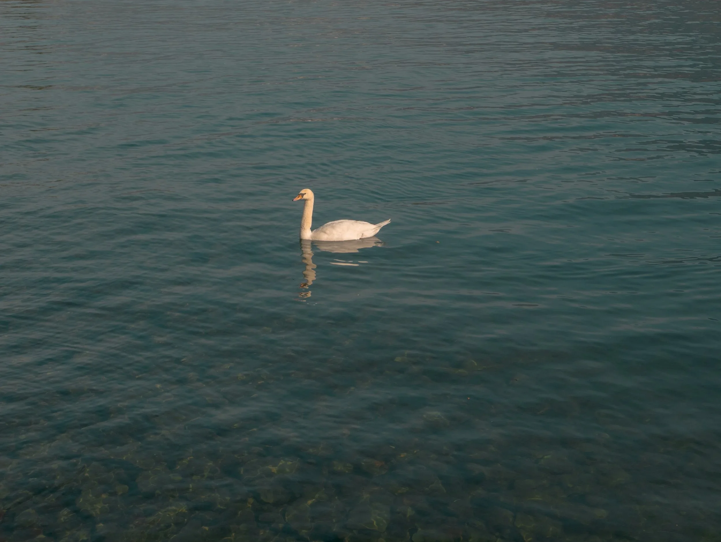 Switzerland Duck.webp