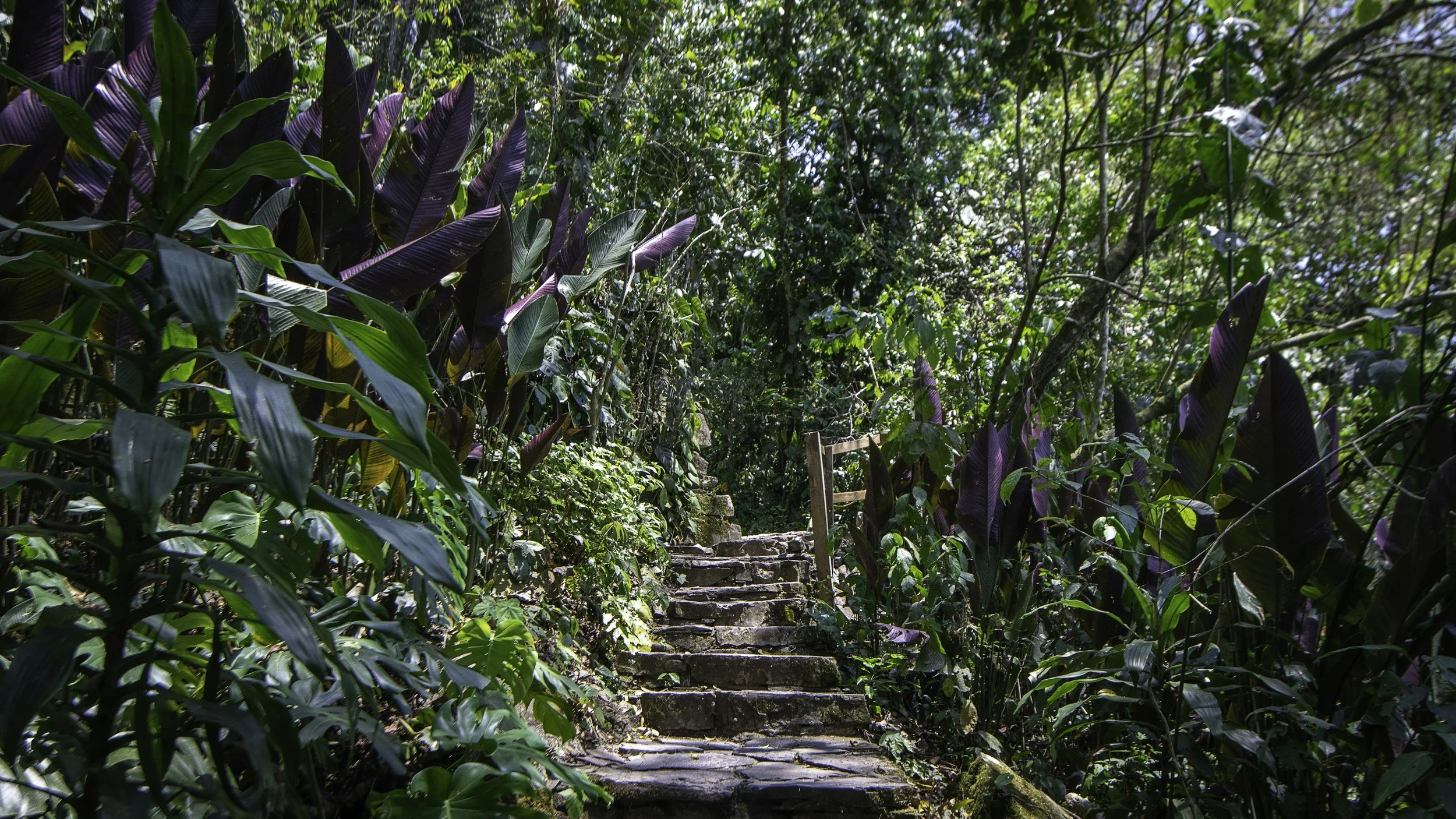 Jungle experience
