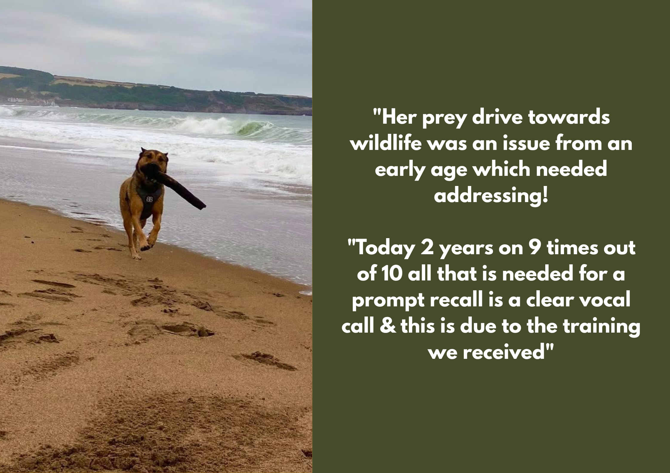 Dog running on the beach with a stick in its mouth and footprints in the sand, ocean waves in the background, accompanied by a quote about training and recall trained using E-Collar.