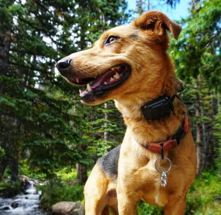 E-Collars in Context: From Blunt Force to Precision and Why Ethics Matter