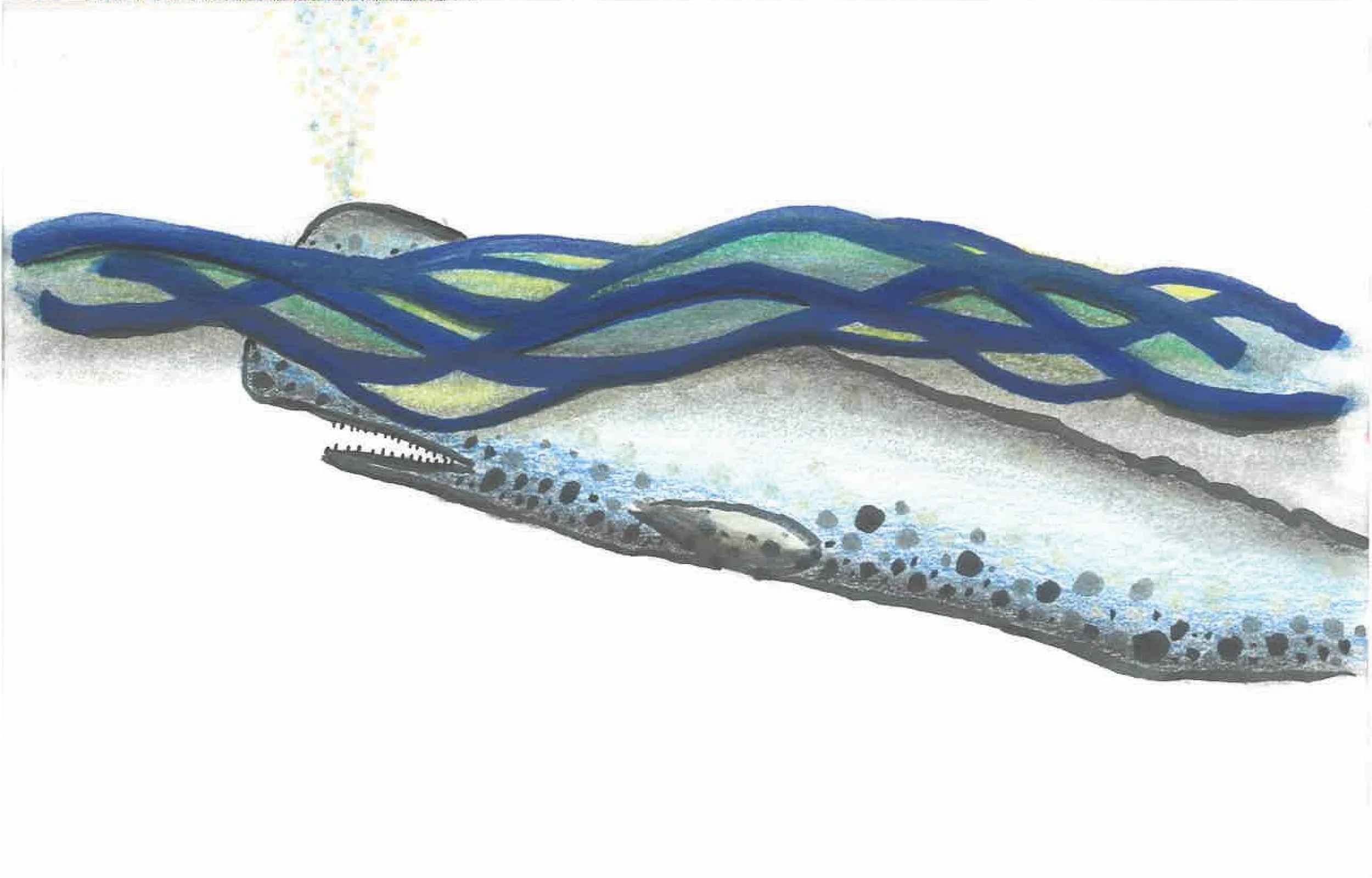 whale
