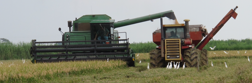 A green combine harvester and a red tractor working together in a rice field, with white birds flying nearby.