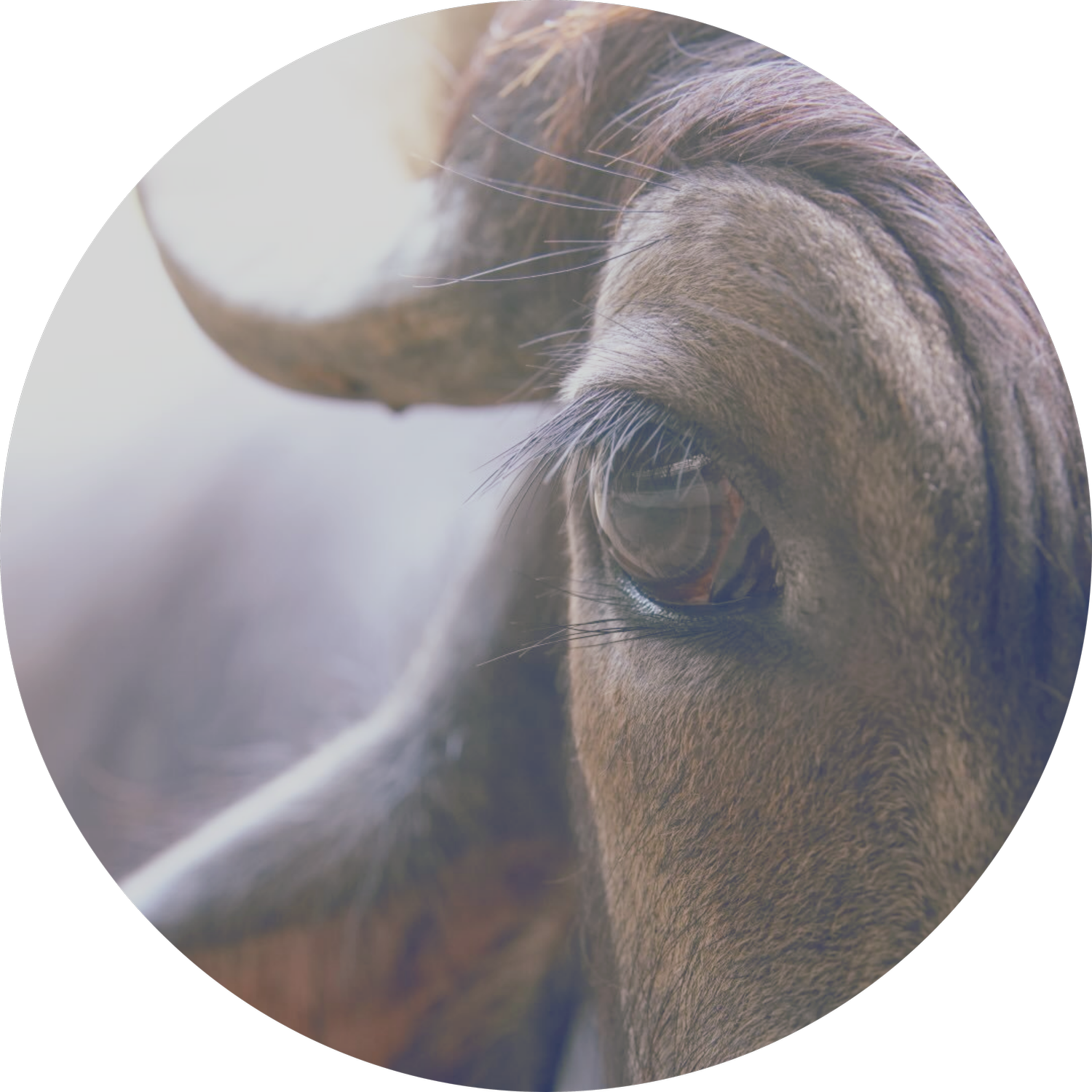 Seeing Animals