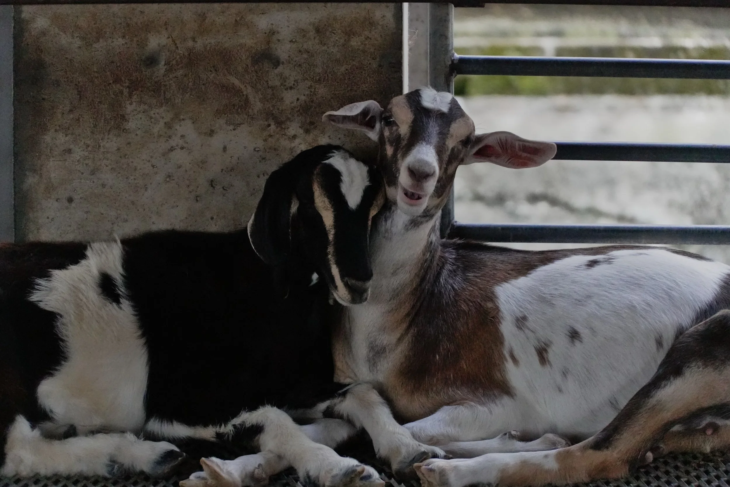 goats spending days living in a concrete pen 