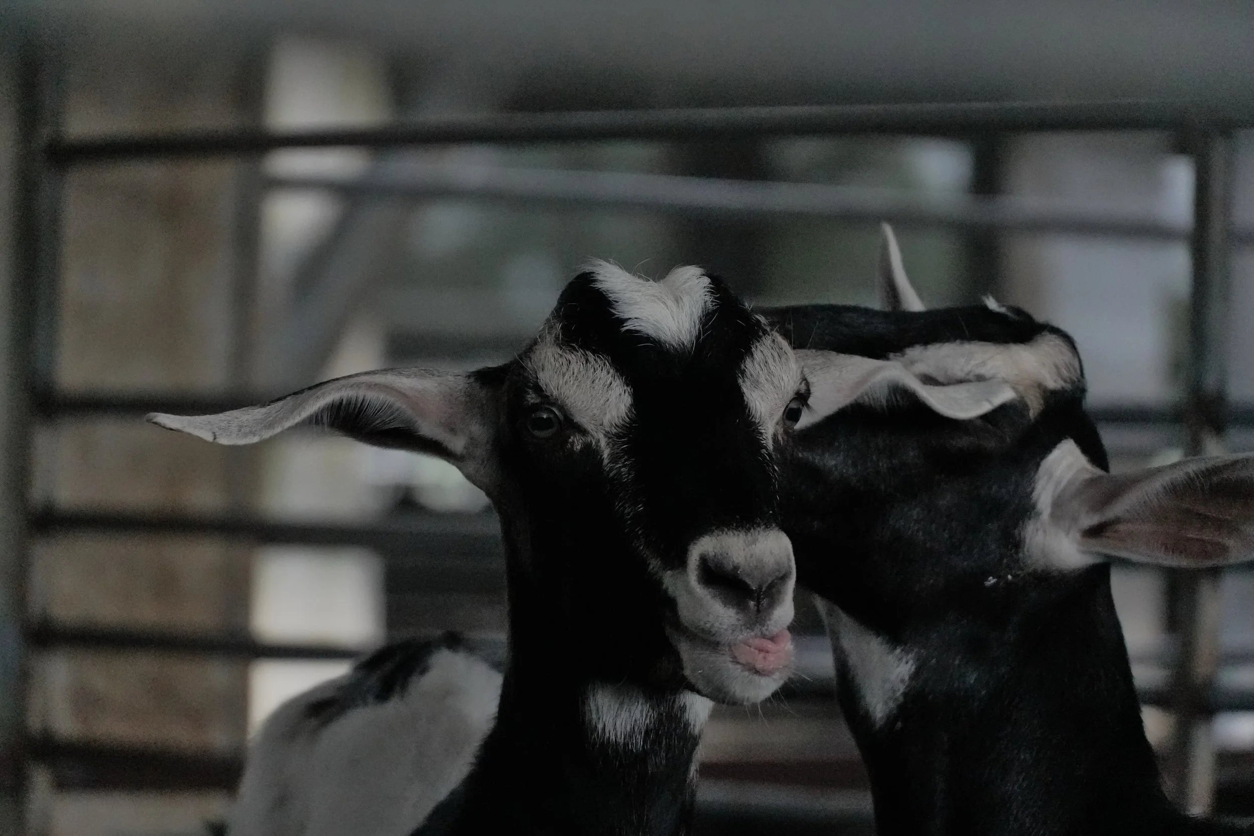 goats spending days living in a concrete pen 