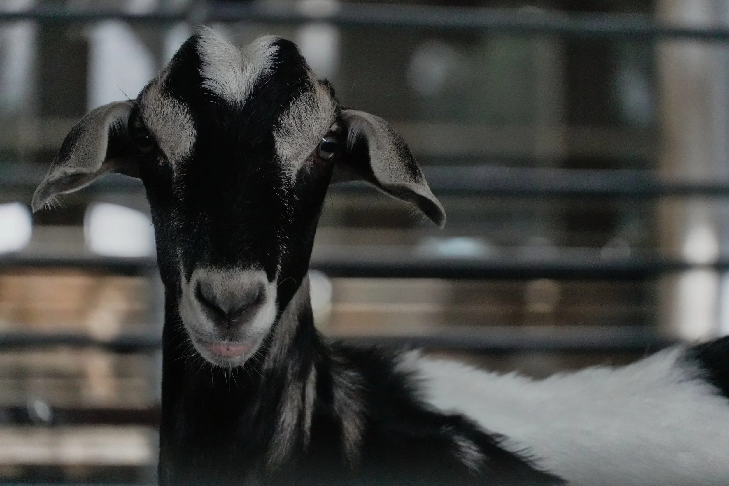 goat
