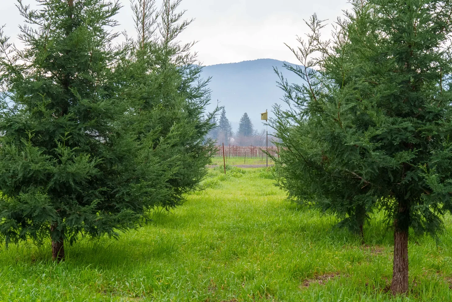 Field Notes: 'Giants Rising' and a Community Forest Rising Along the Napa River