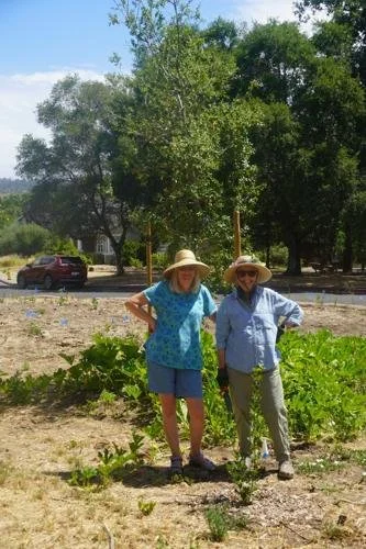 Seedlings take root at St. Helena lot where majestic oak was felled