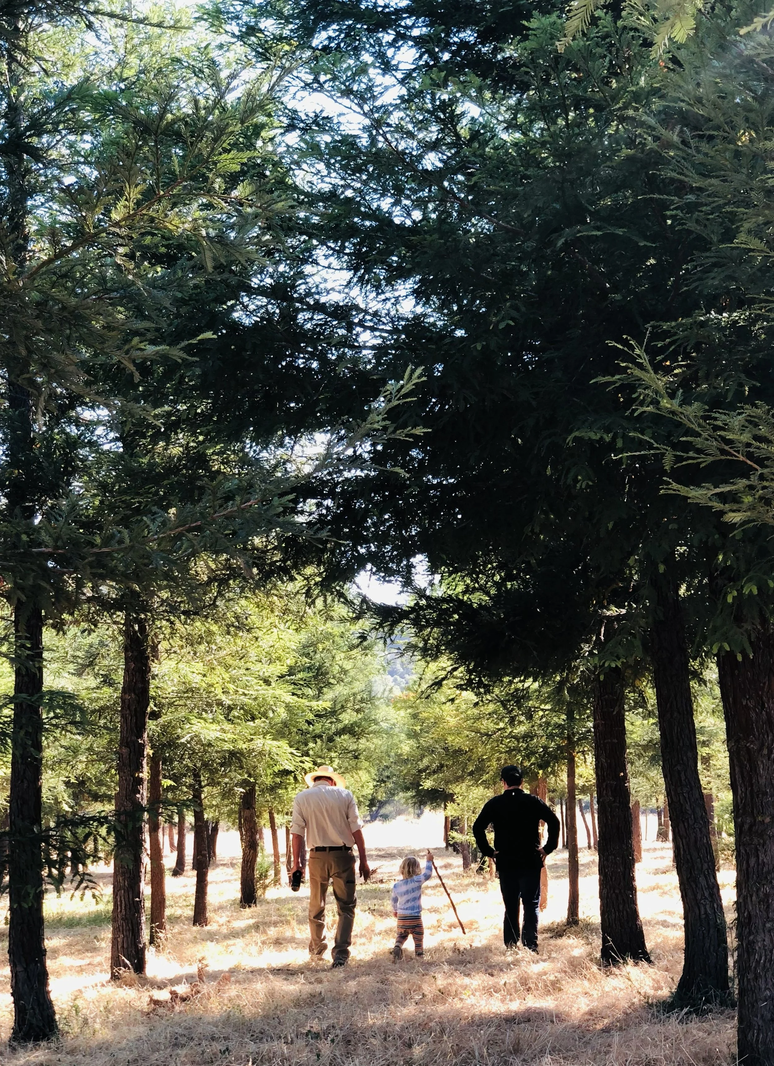 Three generations