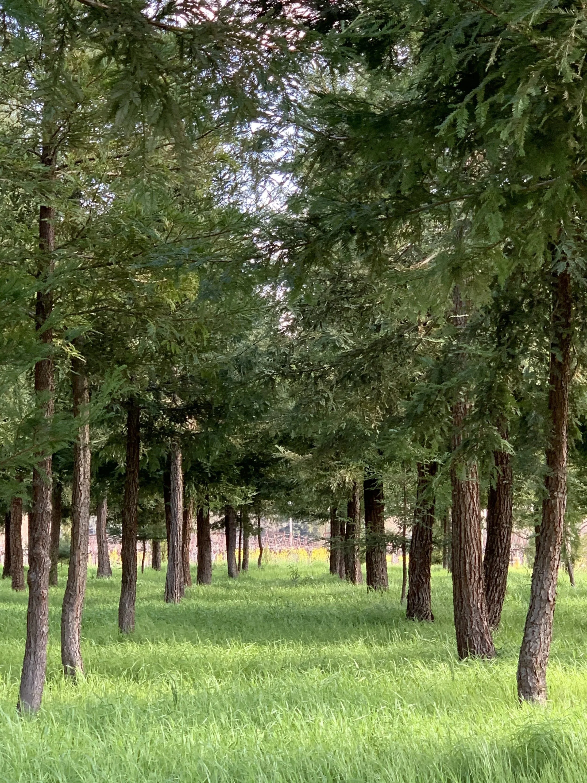 St. Helena Community Forest