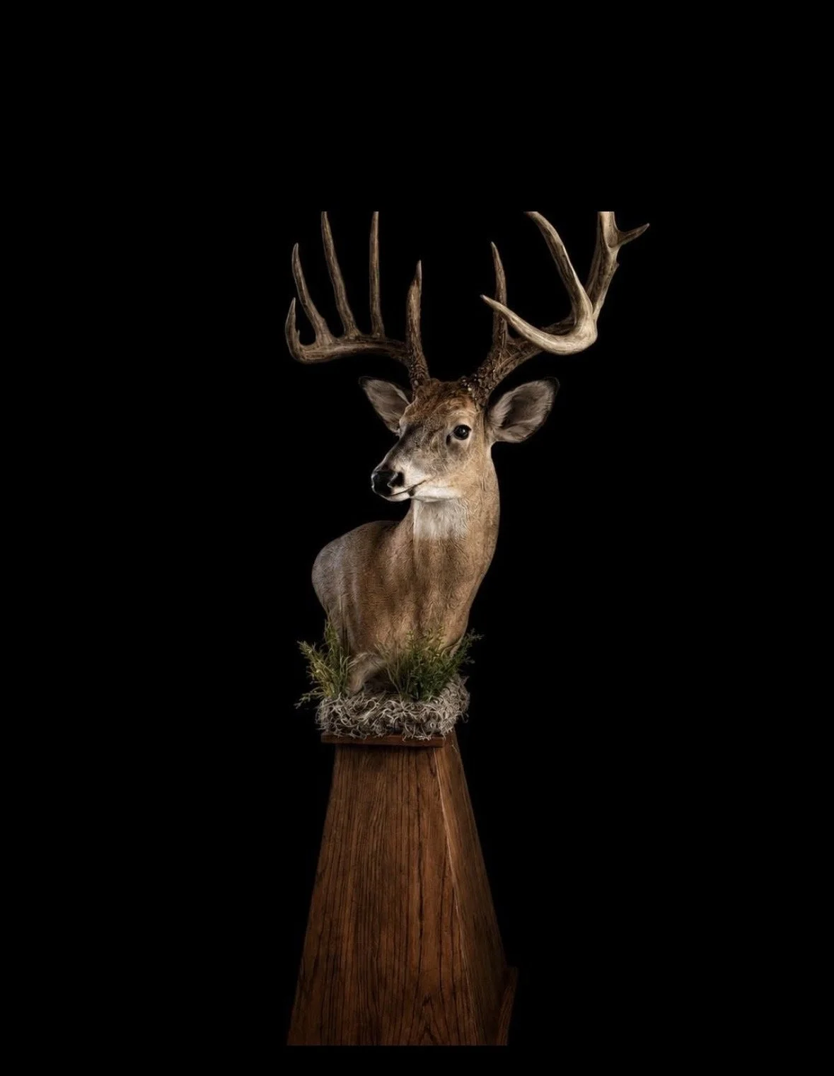 Mounted deer head with large antlers on a wooden stand against a black background.