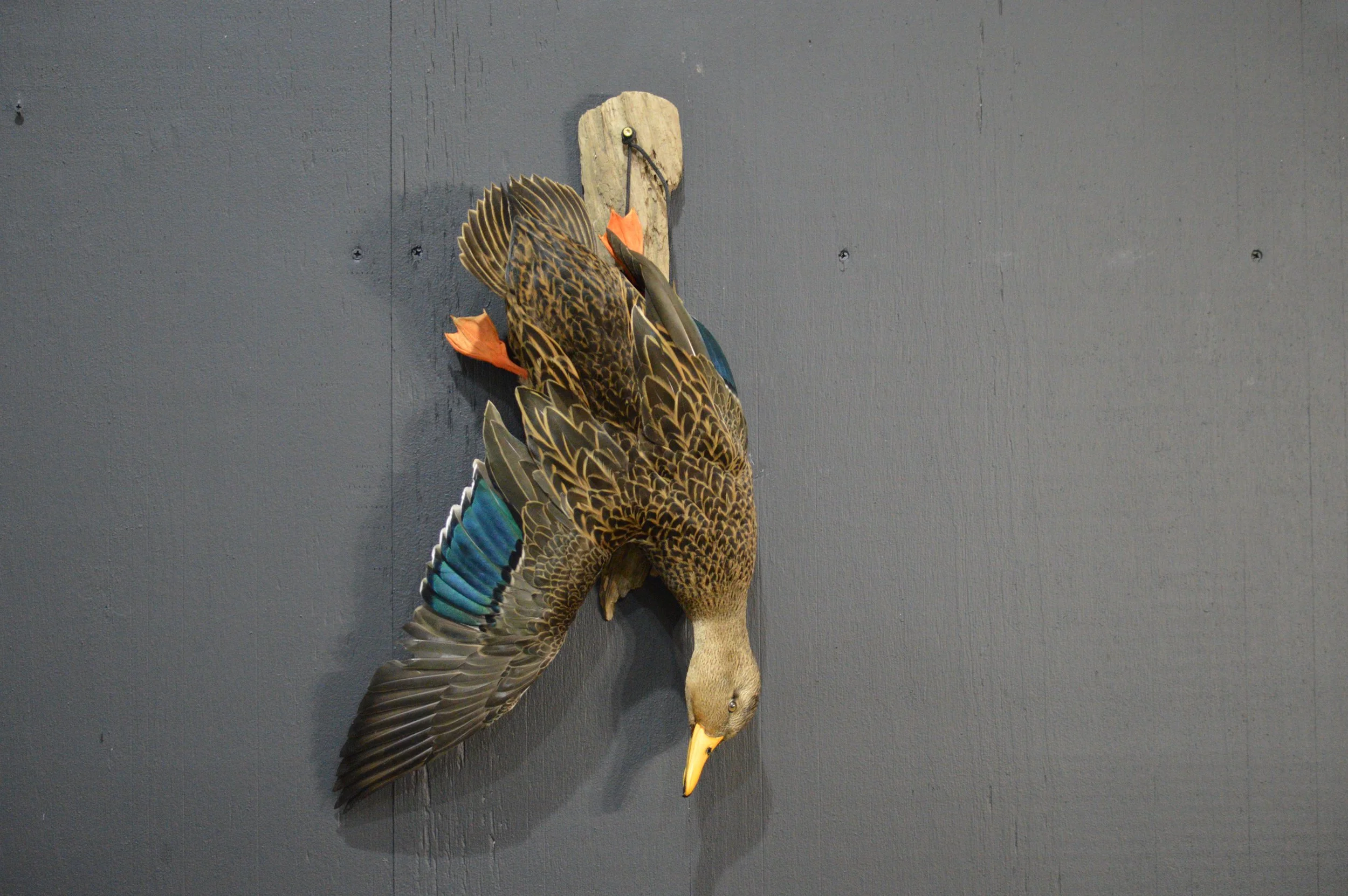 Mounted artificial bird with detailed brown, black, and blue feathers on a wooden plaque against a gray wall.