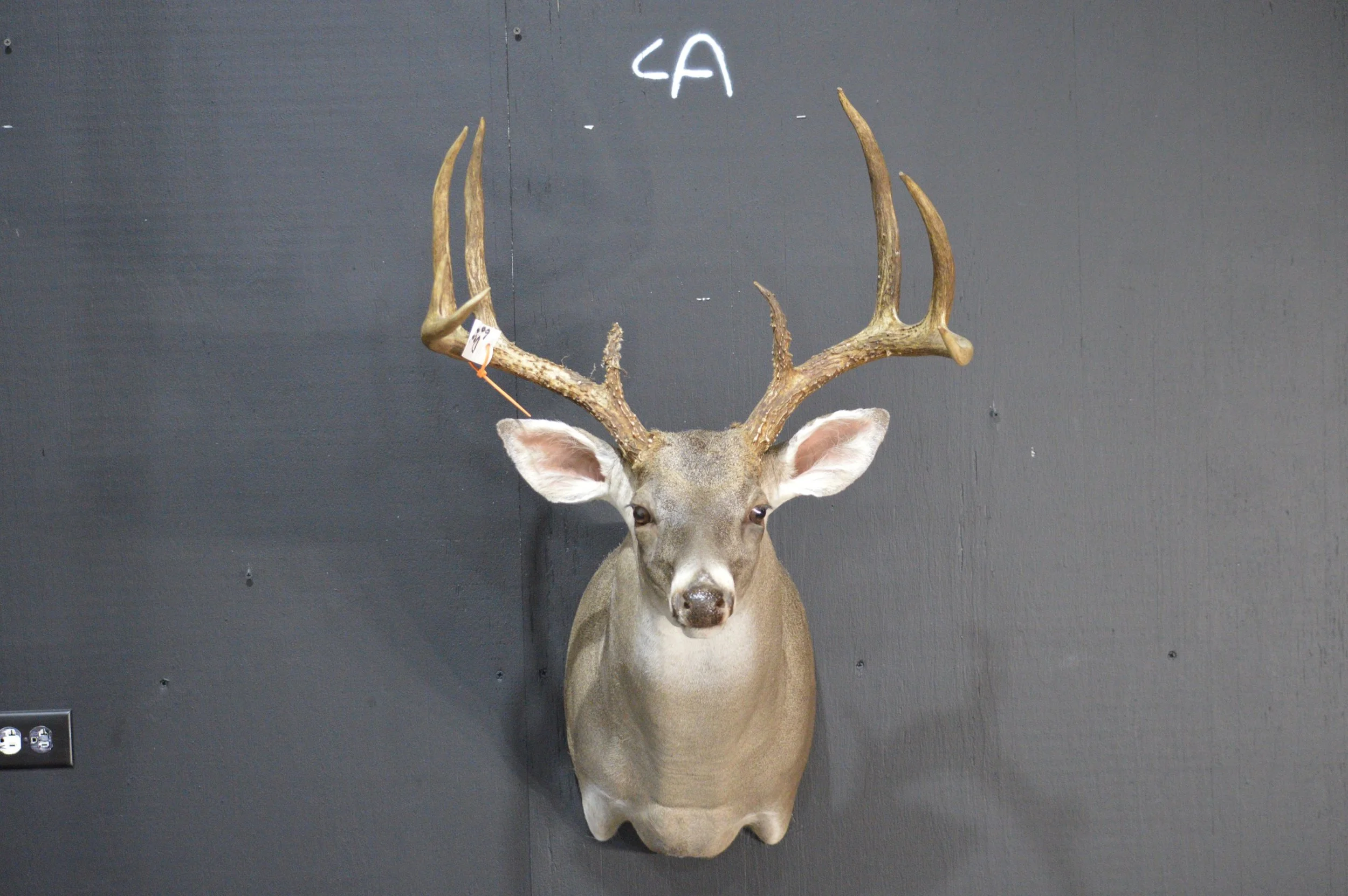 Mounted deer head with antlers in front of a dark wall, with a neon sign and electrical outlets visible in the background.