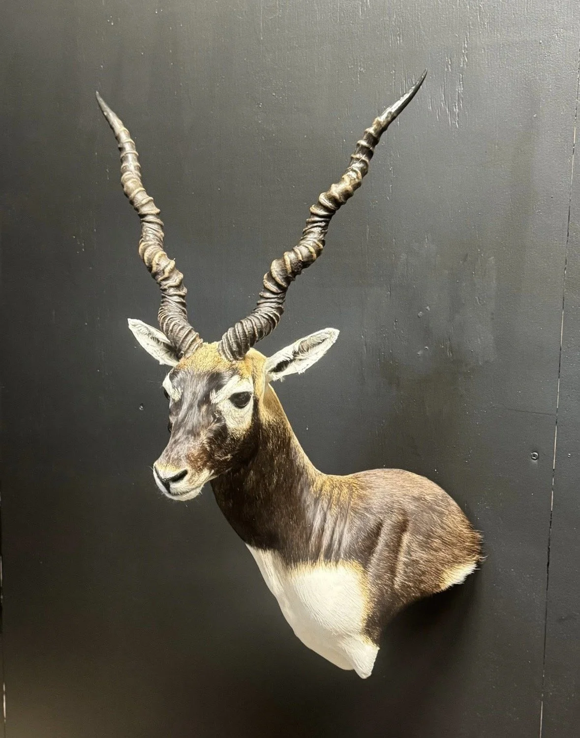 A mounted animal head of an antelope with large, twisted horns and a brown and white coat, displayed against a dark background.