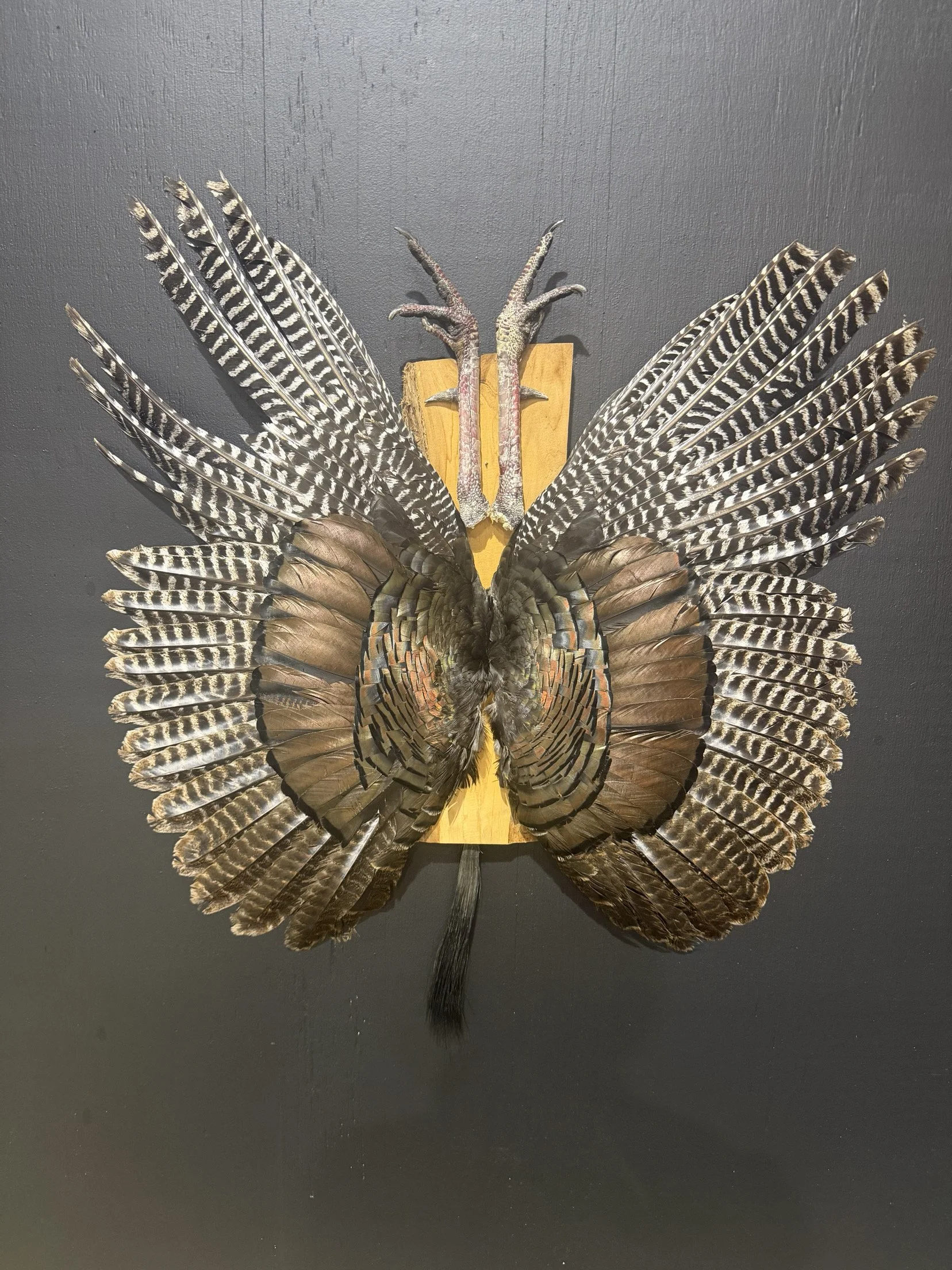 Taxidermy display of a bird with its wings spread, mounted on a wooden plaque on a dark wall.
