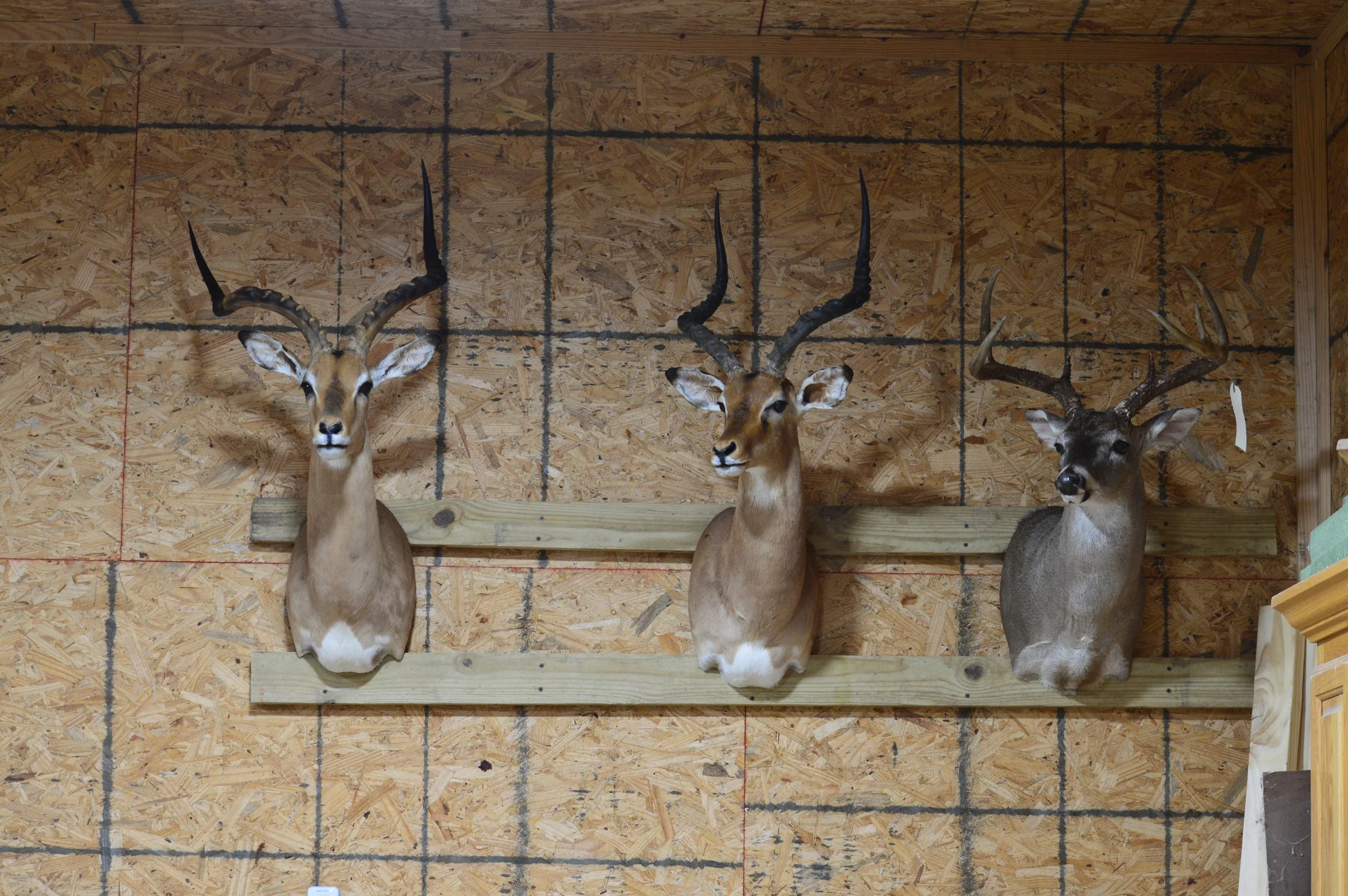 Three mounted buck heads with antlers on a wooden wall inside a barn or hunting lodge.