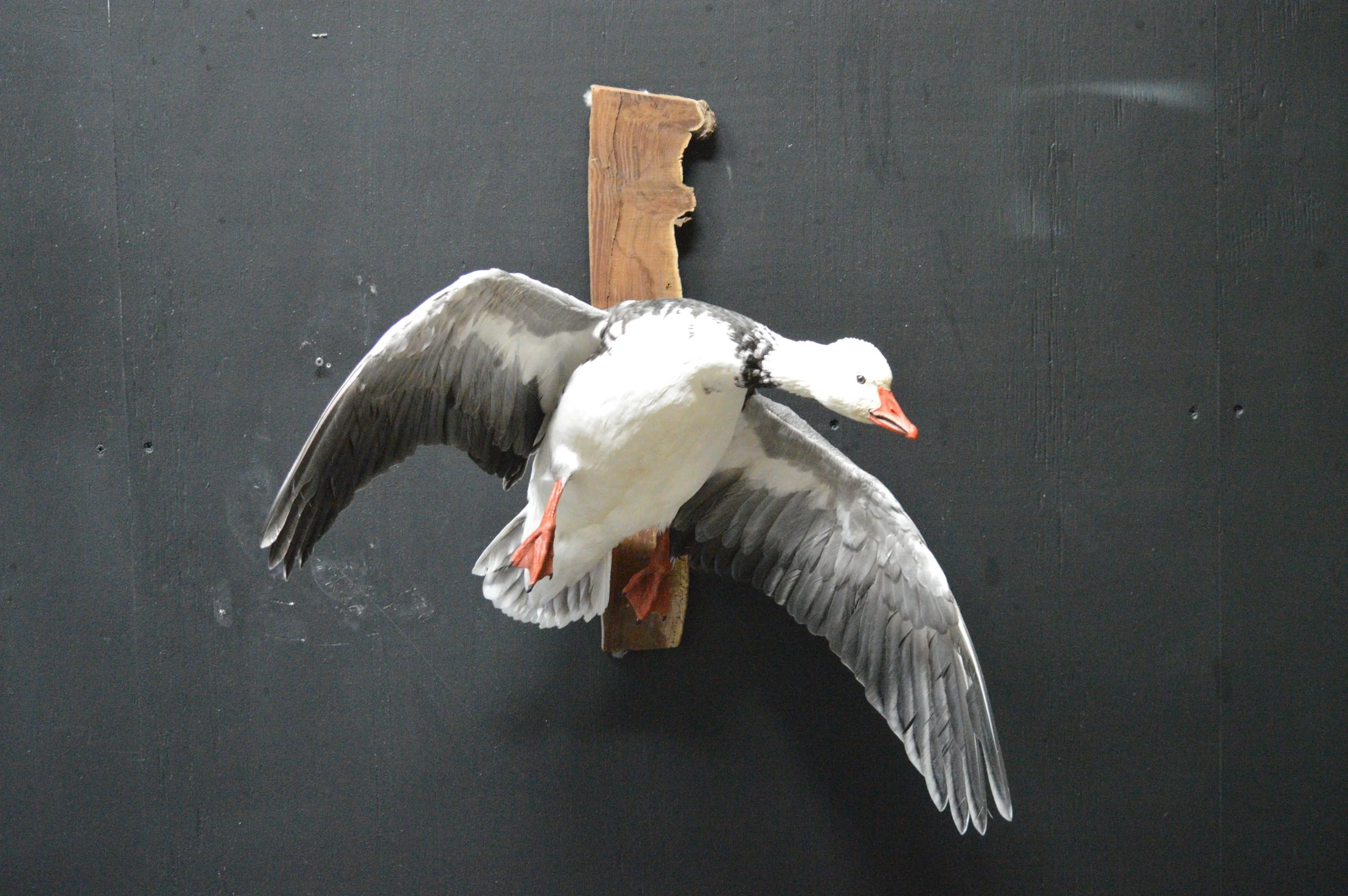 A mounted taxidermy goose with wings spread, attached to a wooden plaque on a black wall.