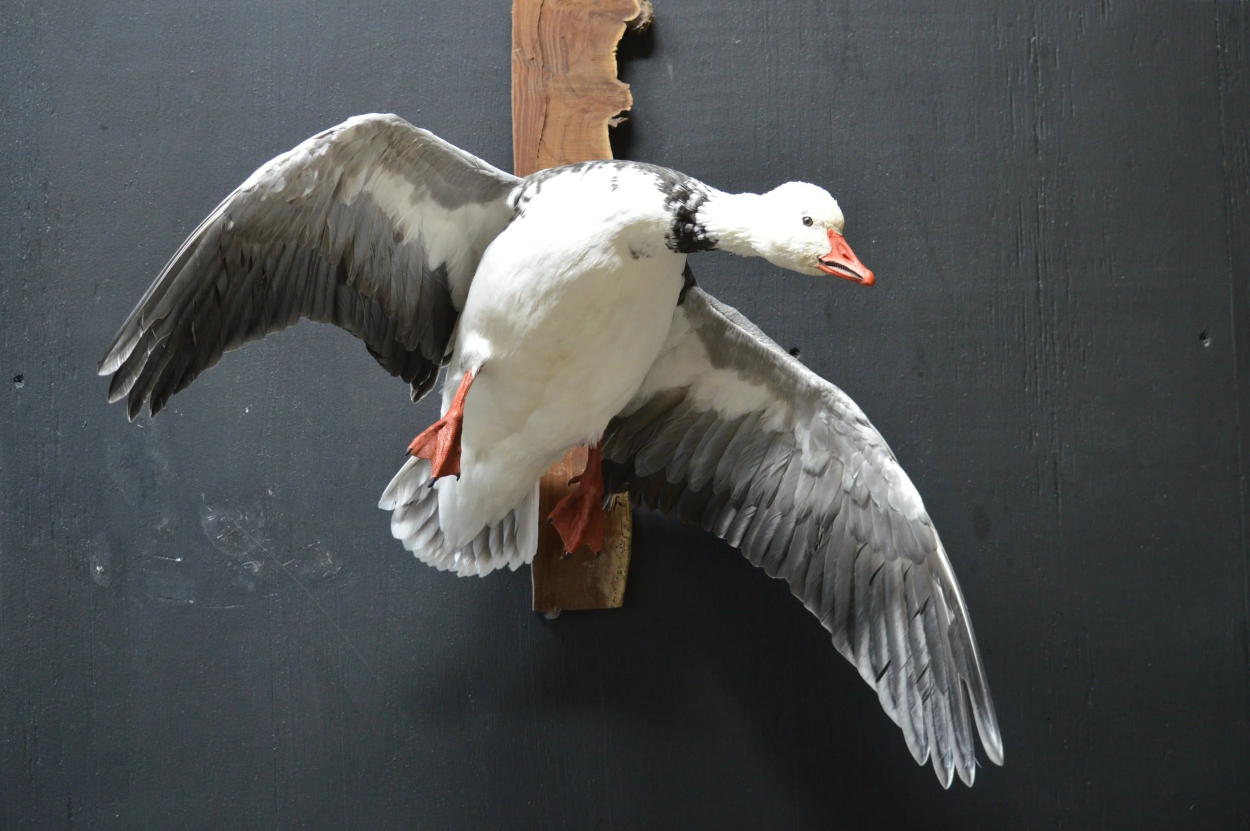 Mounted taxidermy bird, likely a goose, with spread wings and a white head with black markings, on a wooden plaque against a dark background.