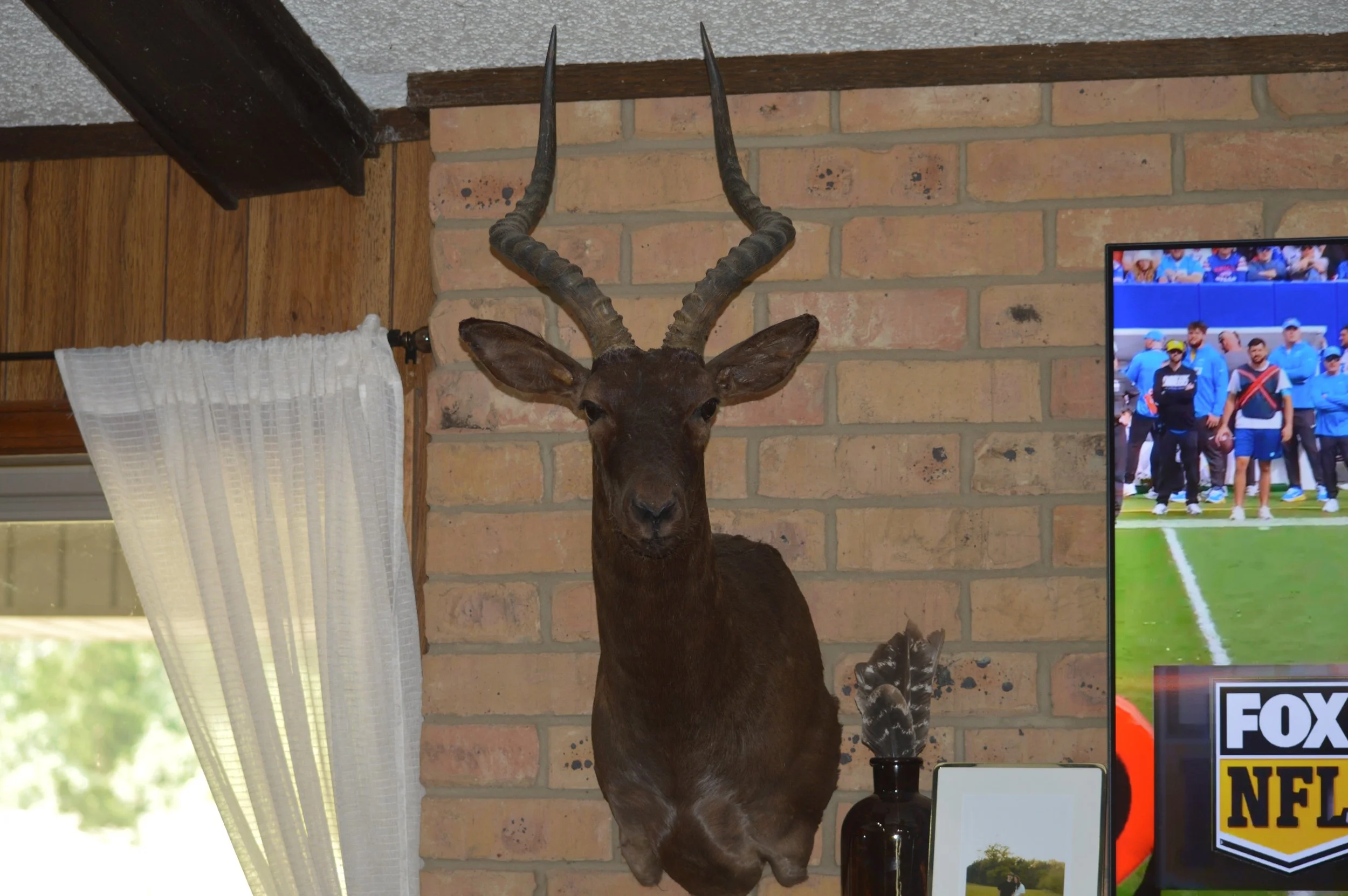 A taxidermy mount of an antelope with long, twisted horns displayed on a brick wall in a living room.