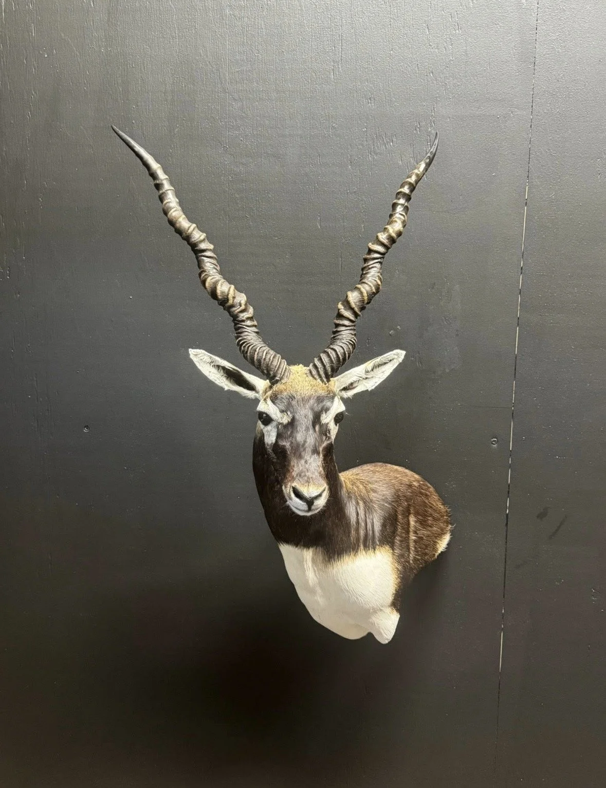 Mounted deer head with antlers against a dark wall.
