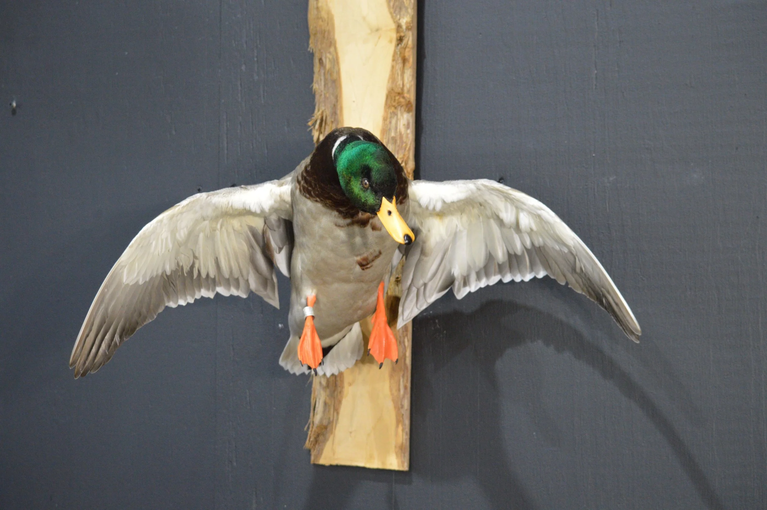 Taxidermy duck mounted on a wooden plaque with spread wings, set against a dark background.
