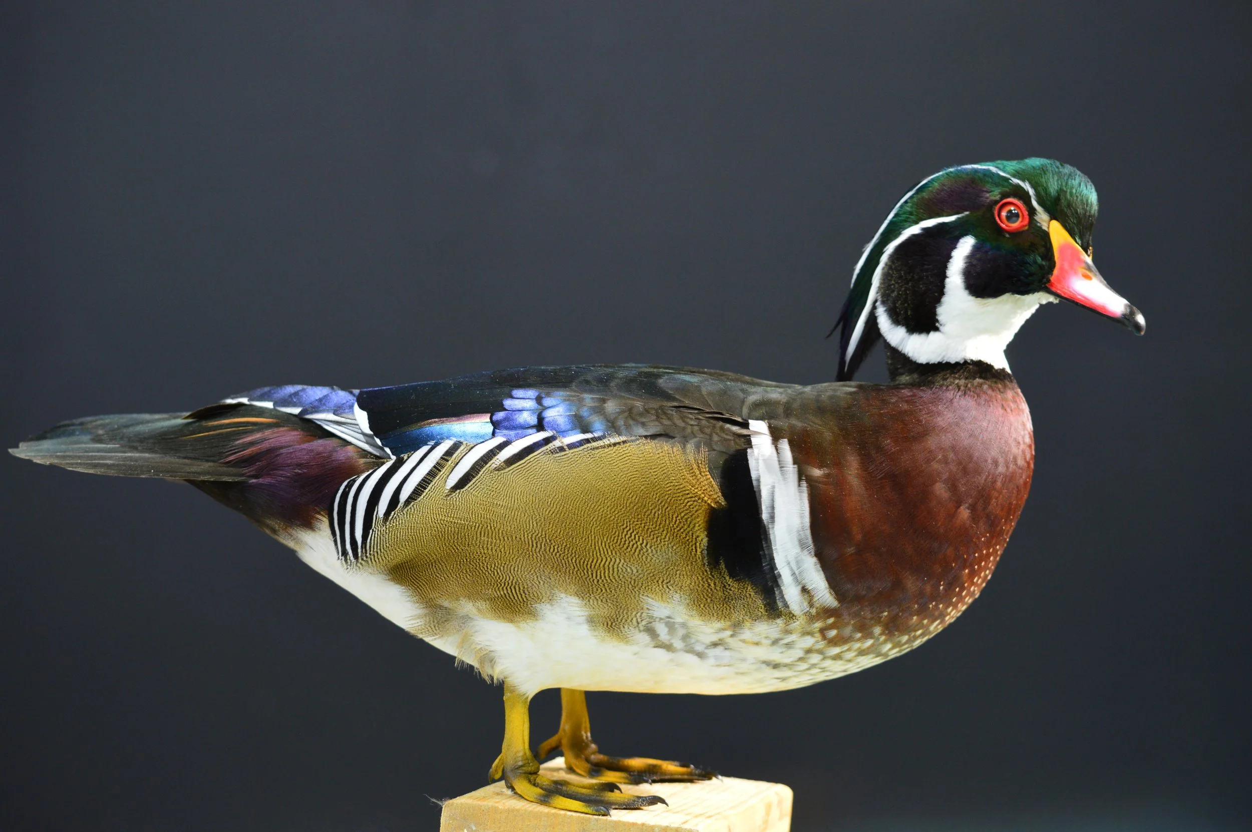 A colorful bird standing on a wooden perch against a dark background.
