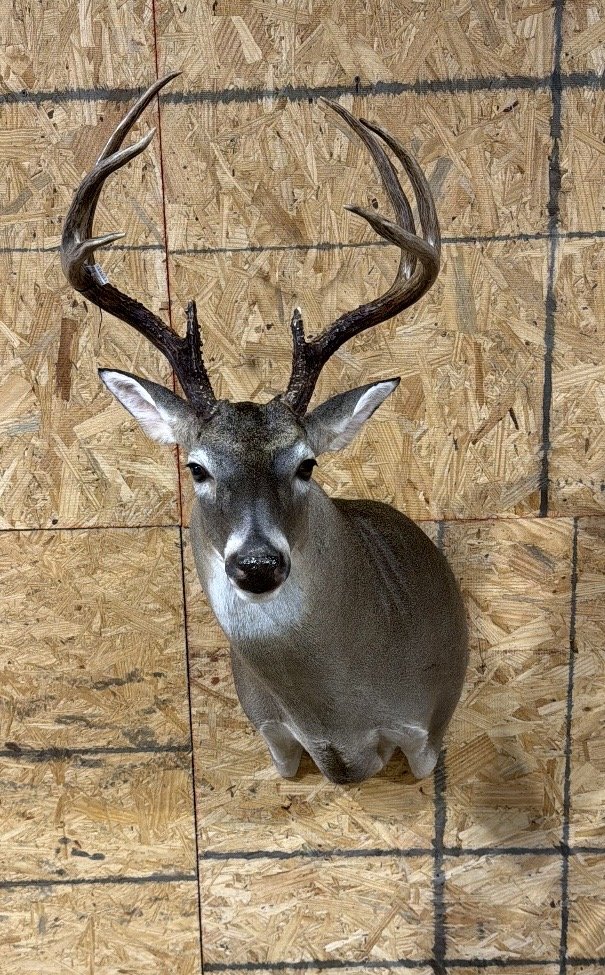 Mounted deer head with antlers on wood wall.