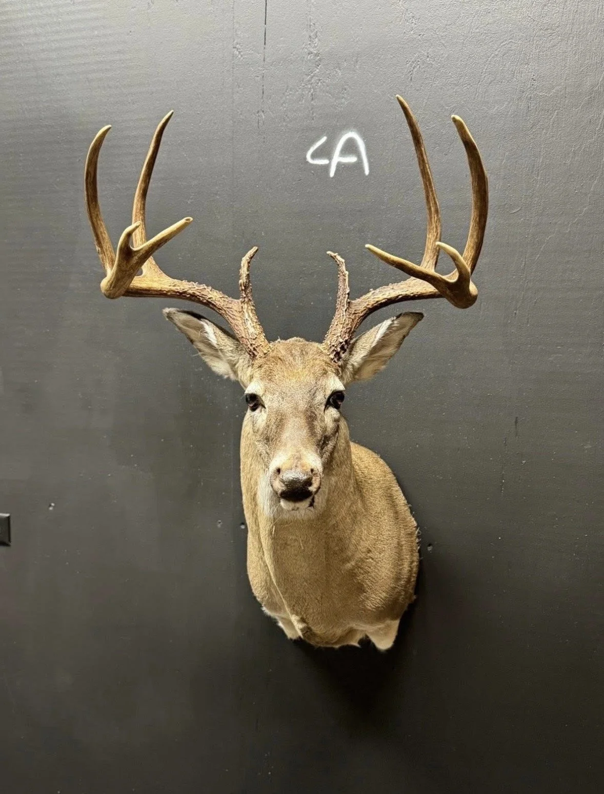Taxidermy deer head with large antlers mounted on a black wall with a faint writing of '<A'