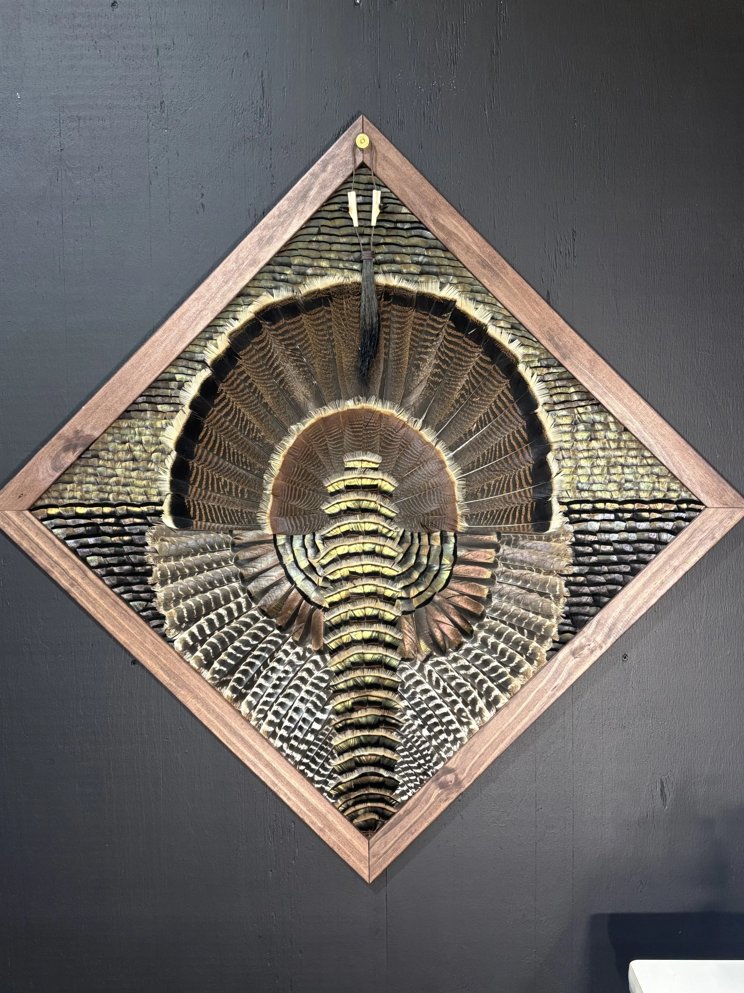 Mounted display of a large, colorful bird tail feather fan framed in wood, mounted on a dark wall.