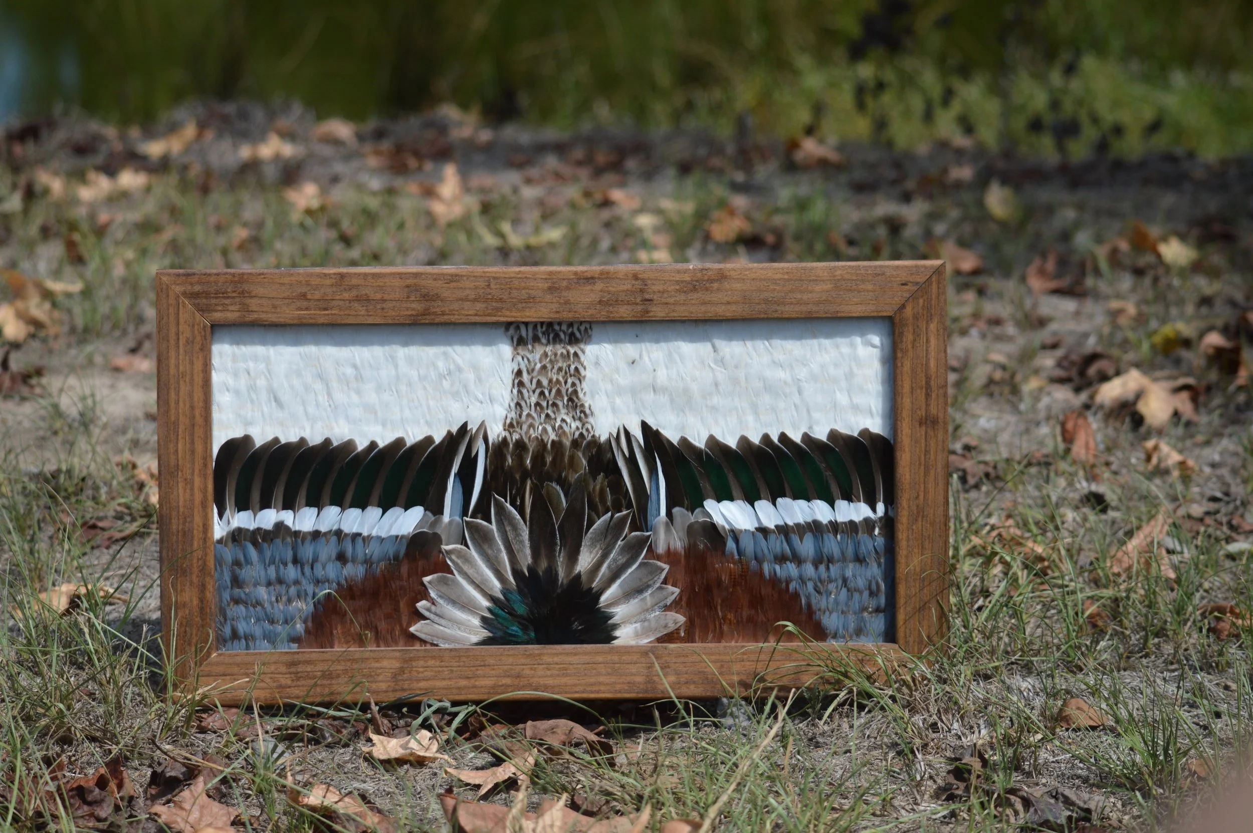 Photo of a framed picture of a peacock's tail feathers on the ground outdoors, surrounded by grass and fallen leaves.
