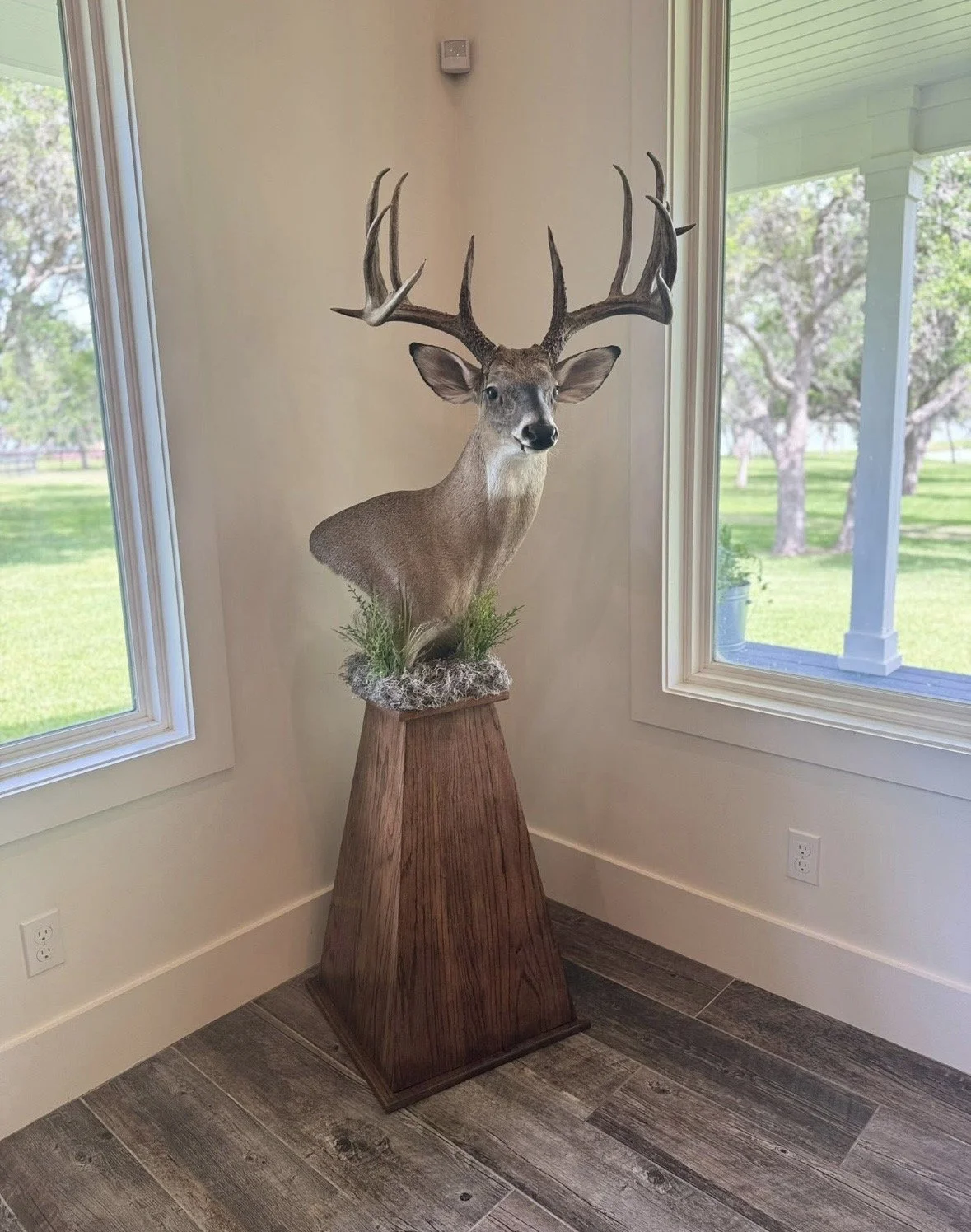 Deer head taxidermy mount on a wooden pedestal in a room with large windows showing a grassy yard with trees.
