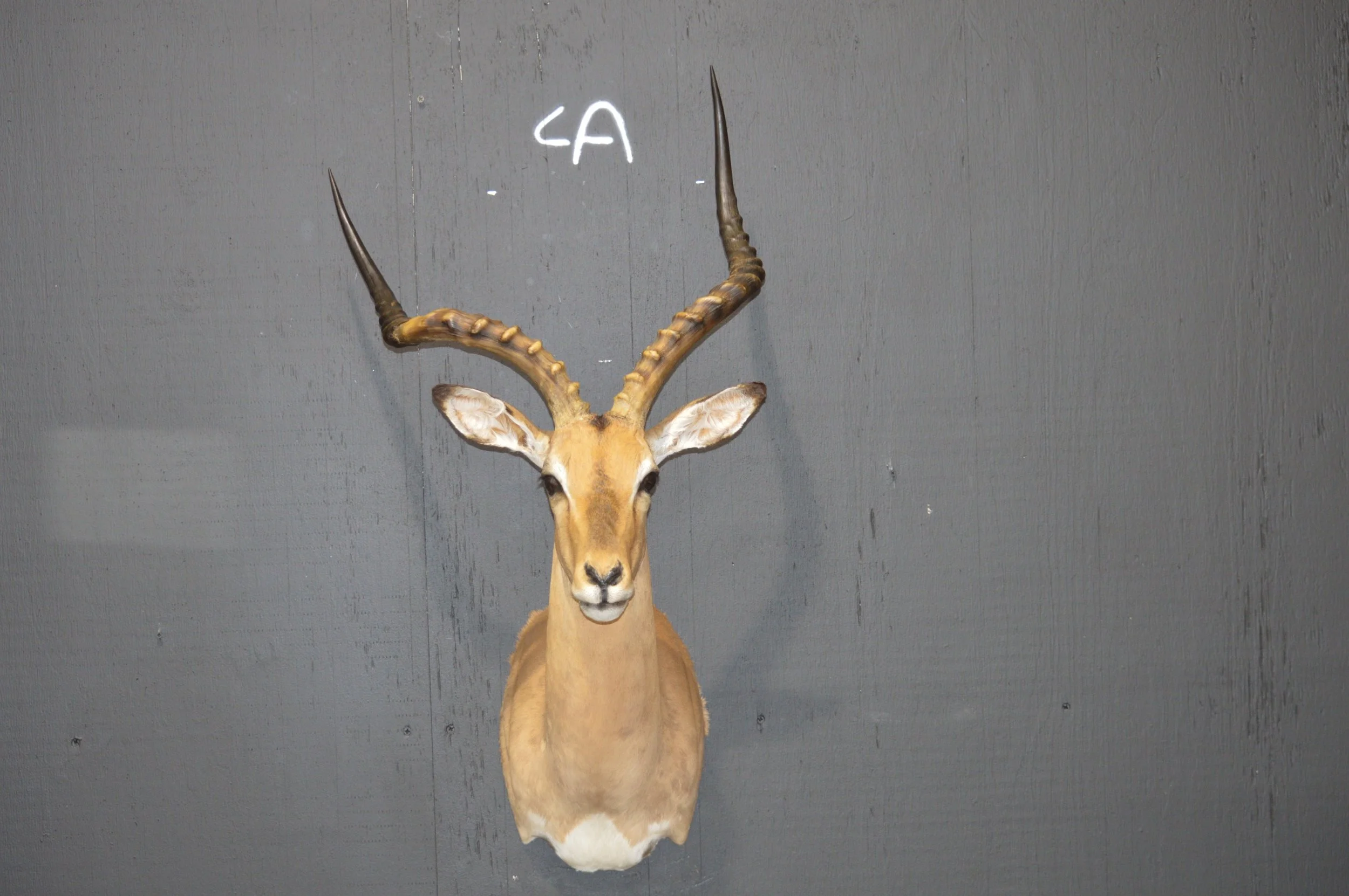 Mounted antelope head with long, curved horns on a plain gray wall.