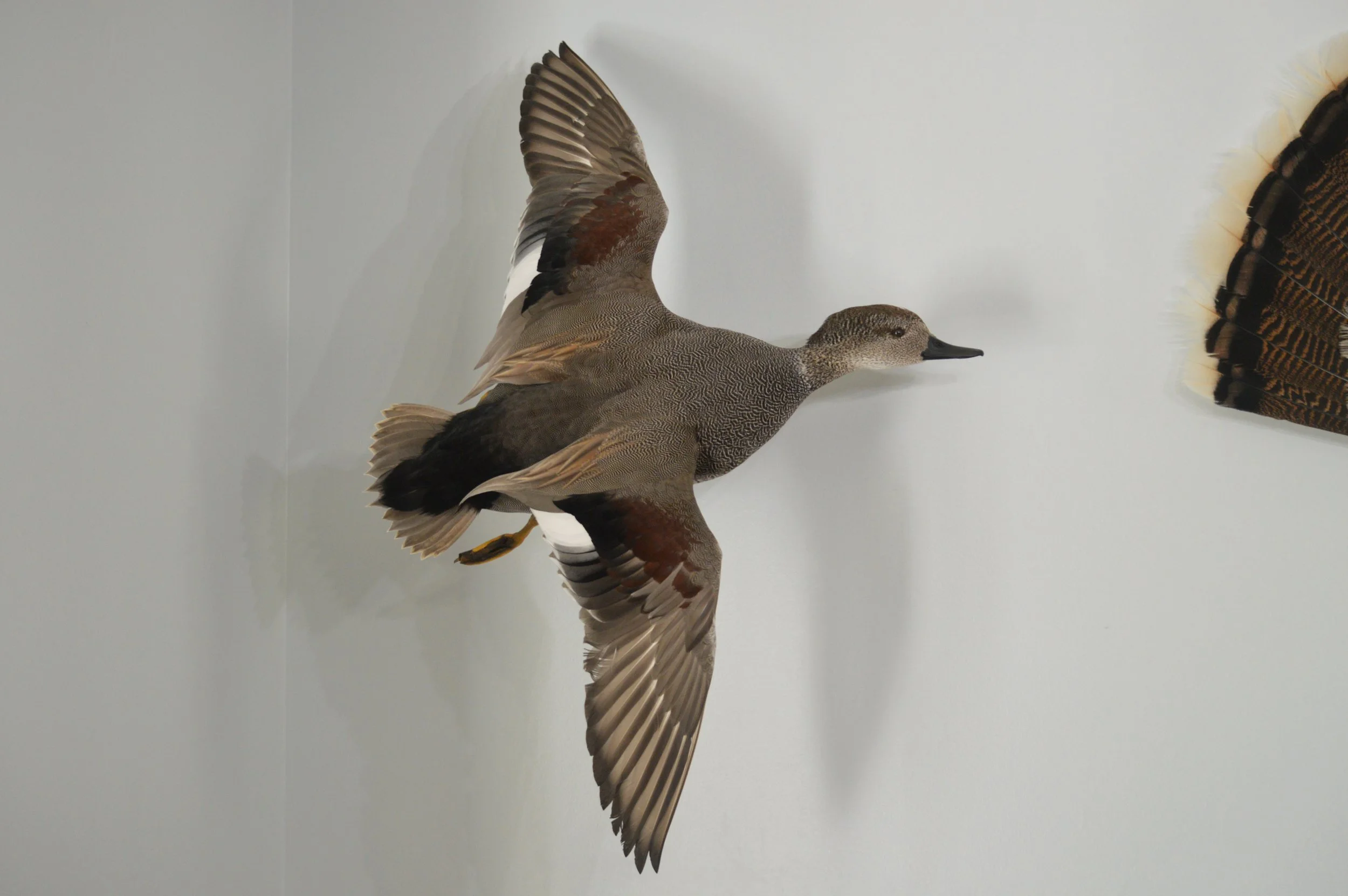 A mounted bird with brown, black, and white feathers displayed on a wall.