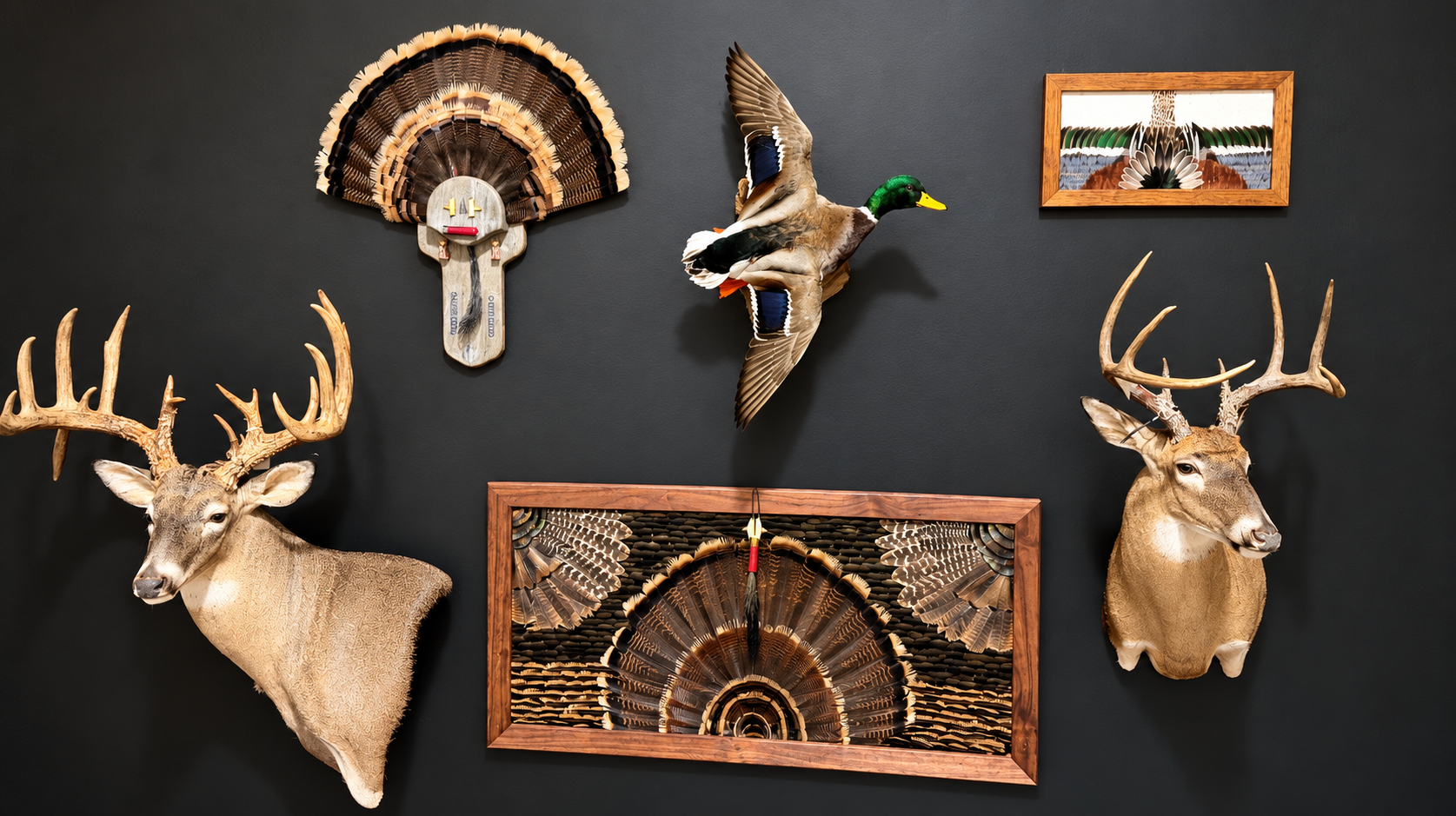 Wall decorated with mounted animal heads, feathers, and framed artwork. Features two deer heads with large antlers, a mounted duck with wings spread, and various feather art pieces.